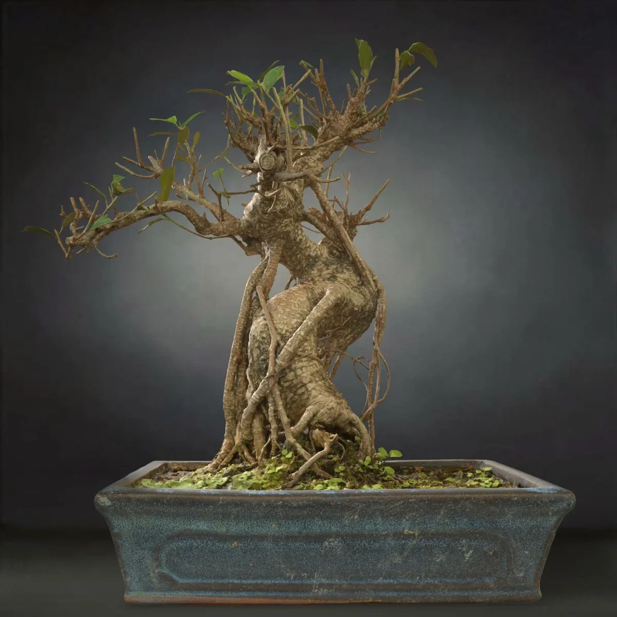 3D Scanned Bonsai Tree Ficus Retusa by Polygonal Miniatures - High-Quality Asset for Virtual Reality and Digital Projects