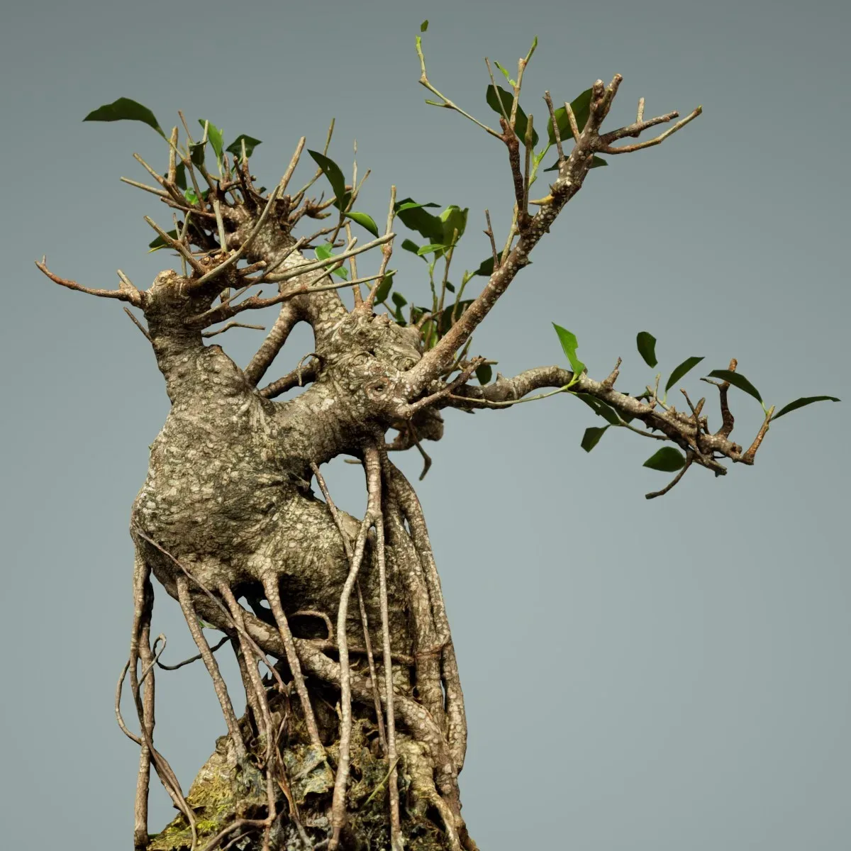 3D Scanned Bonsai Tree Ficus Retusa by Polygonal Miniatures - High-Quality Asset for Virtual Reality and Digital Projects