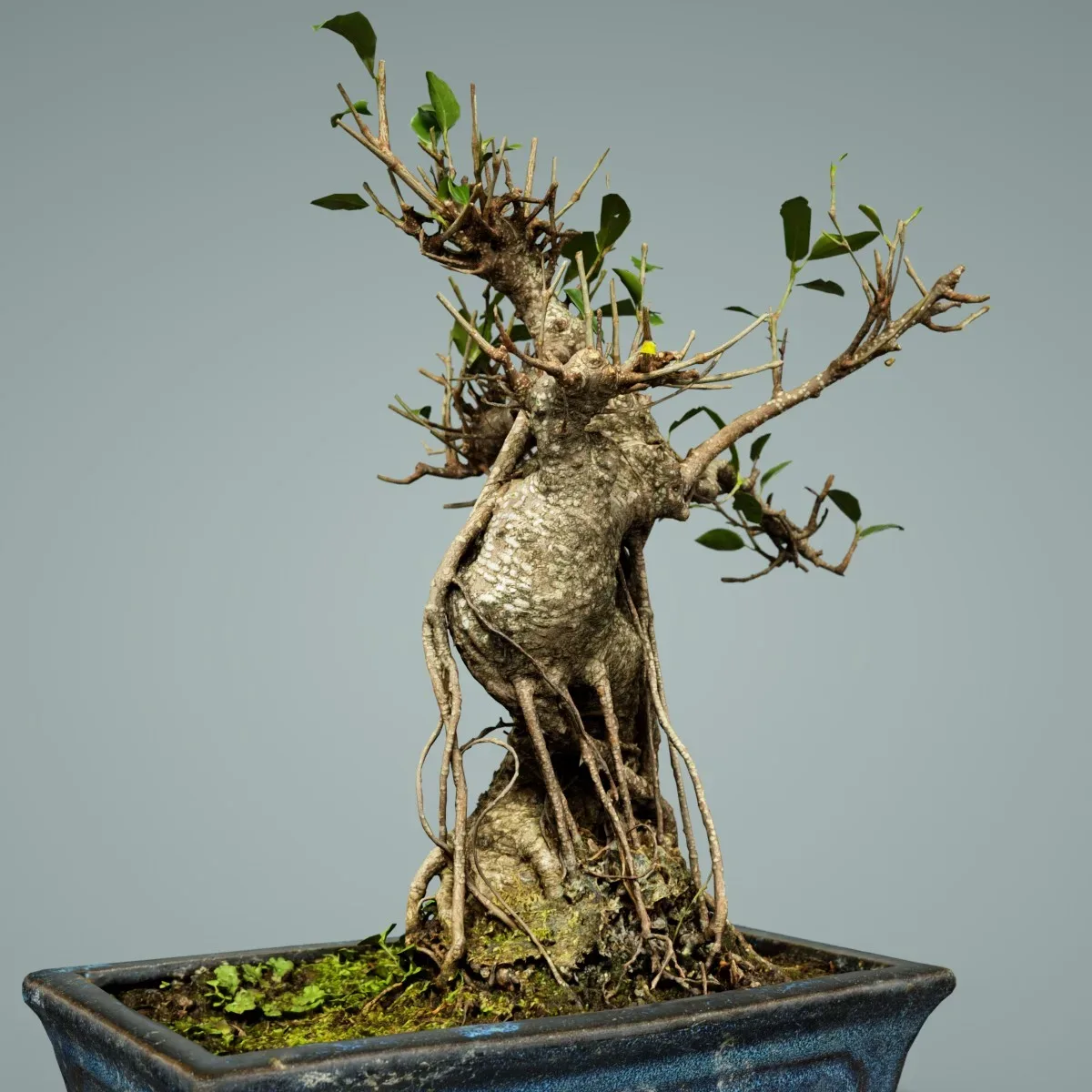 3D Scanned Bonsai Tree Ficus Retusa by Polygonal Miniatures - High-Quality Asset for Virtual Reality and Digital Projects