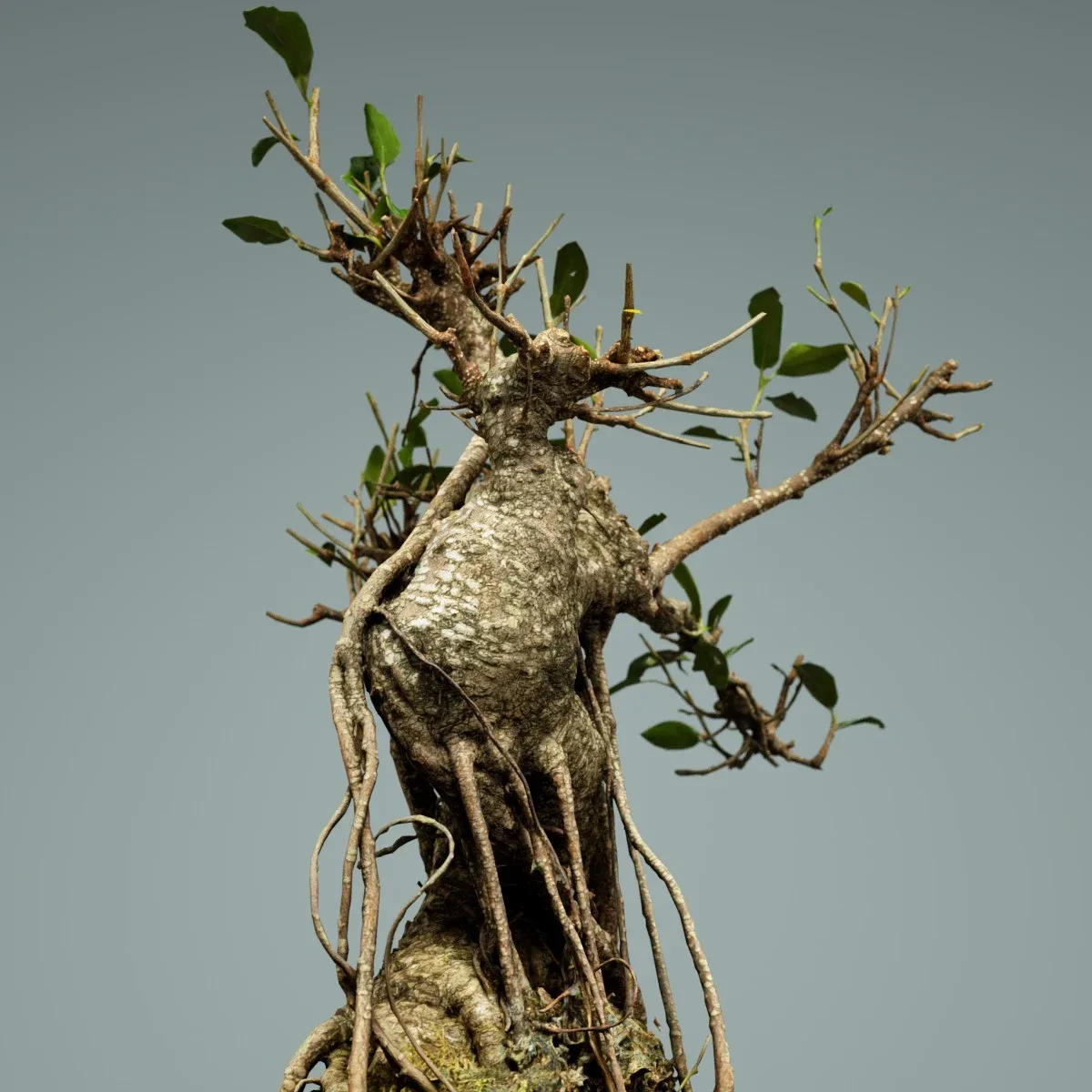 3D Scanned Bonsai Tree Ficus Retusa by Polygonal Miniatures - High-Quality Asset for Virtual Reality and Digital Projects