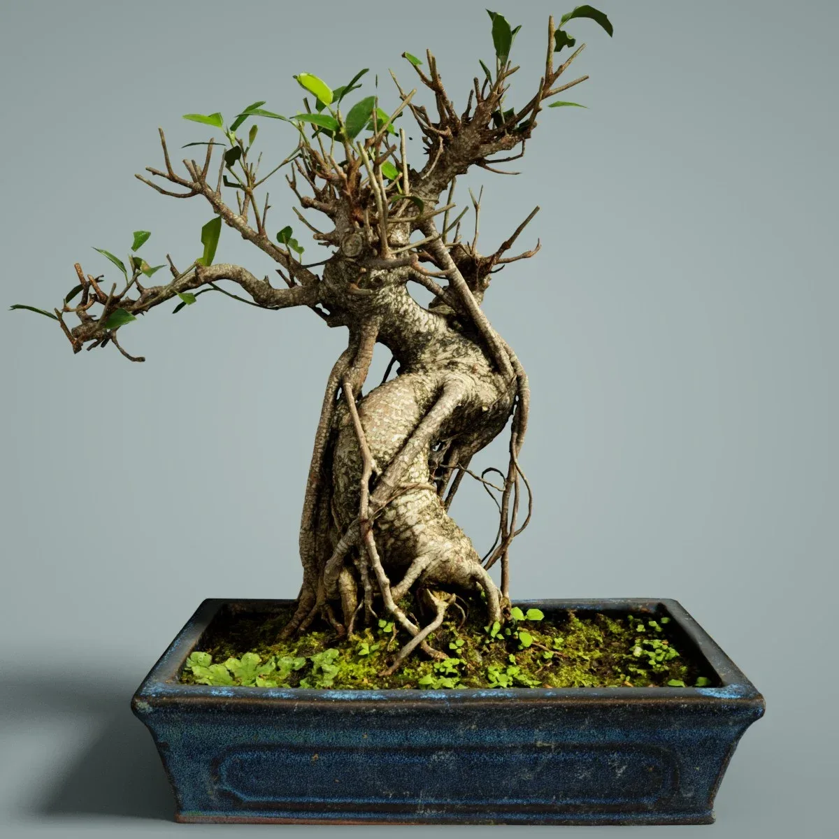 3D Scanned Bonsai Tree Ficus Retusa by Polygonal Miniatures - High-Quality Asset for Virtual Reality and Digital Projects