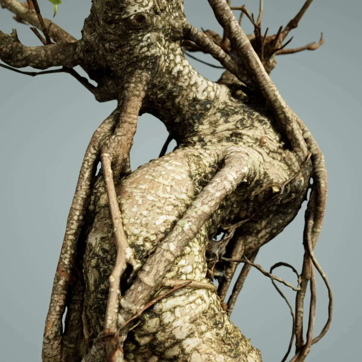 3D Scanned Bonsai Tree Ficus Retusa by Polygonal Miniatures - High-Quality Asset for Virtual Reality and Digital Projects