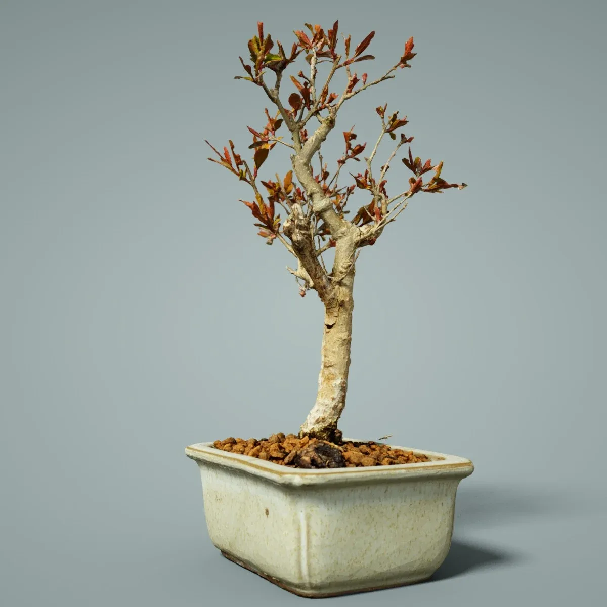 3D Scanned Bonsai Tree Punica Granatum by Polygonal Miniatures - High-Quality Asset for Virtual Reality and Digital Projects