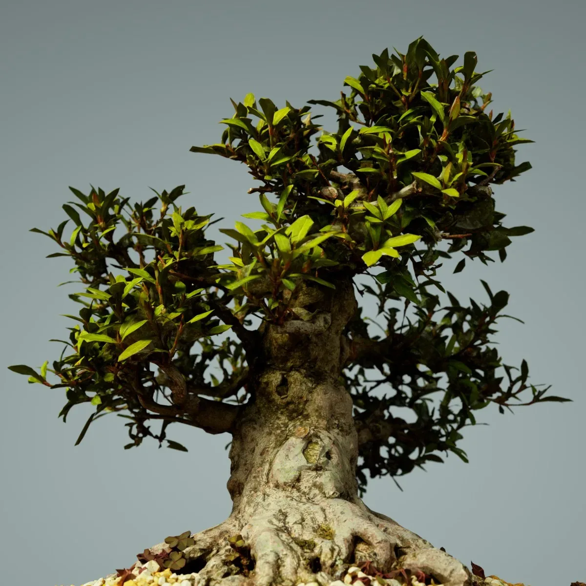 3D Scanned Bonsai Tree Satsuki Kinsai 1 by Polygonal Miniatures - High-Quality Asset for Virtual Reality and Digital Projects