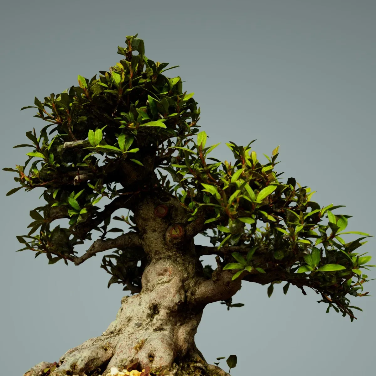 3D Scanned Bonsai Tree Satsuki Kinsai 1 by Polygonal Miniatures - High-Quality Asset for Virtual Reality and Digital Projects