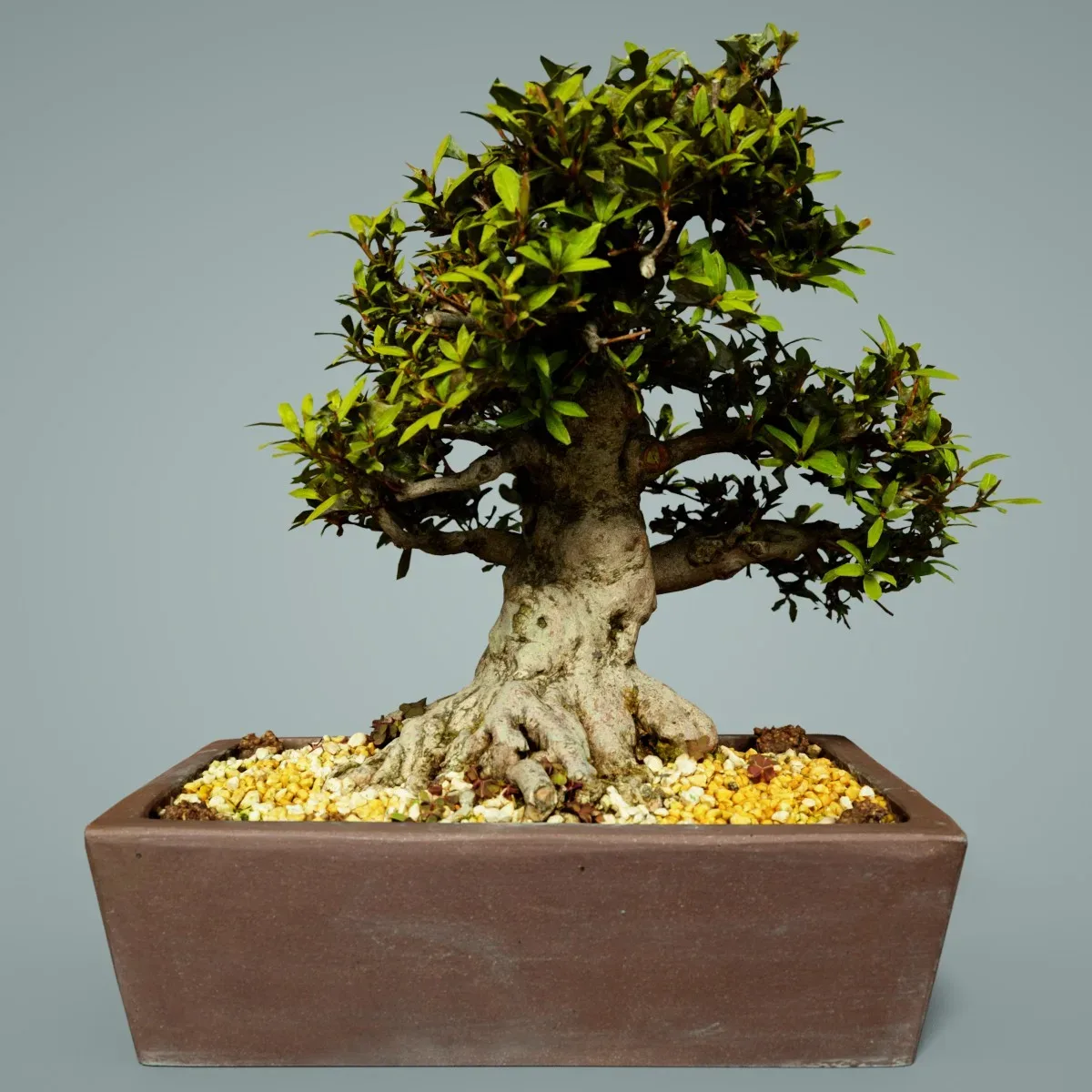 3D Scanned Bonsai Tree Satsuki Kinsai 1 by Polygonal Miniatures - High-Quality Asset for Virtual Reality and Digital Projects