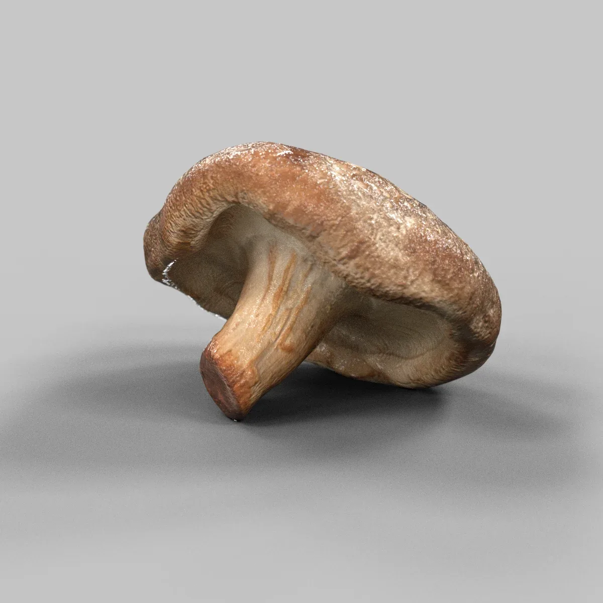 Champignon 2