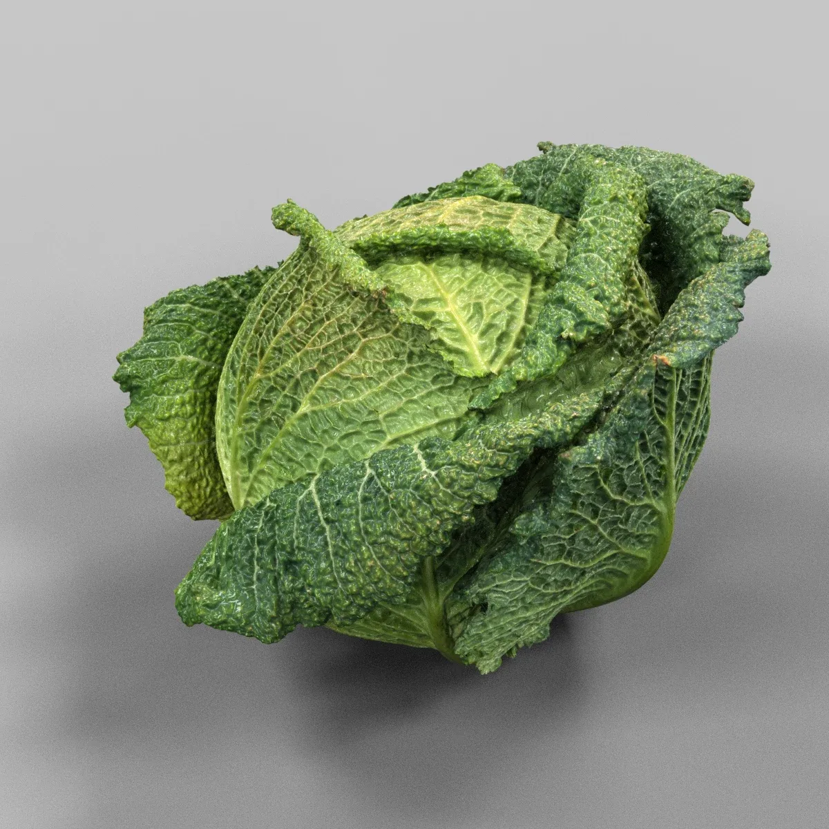 Savoye Cabbage