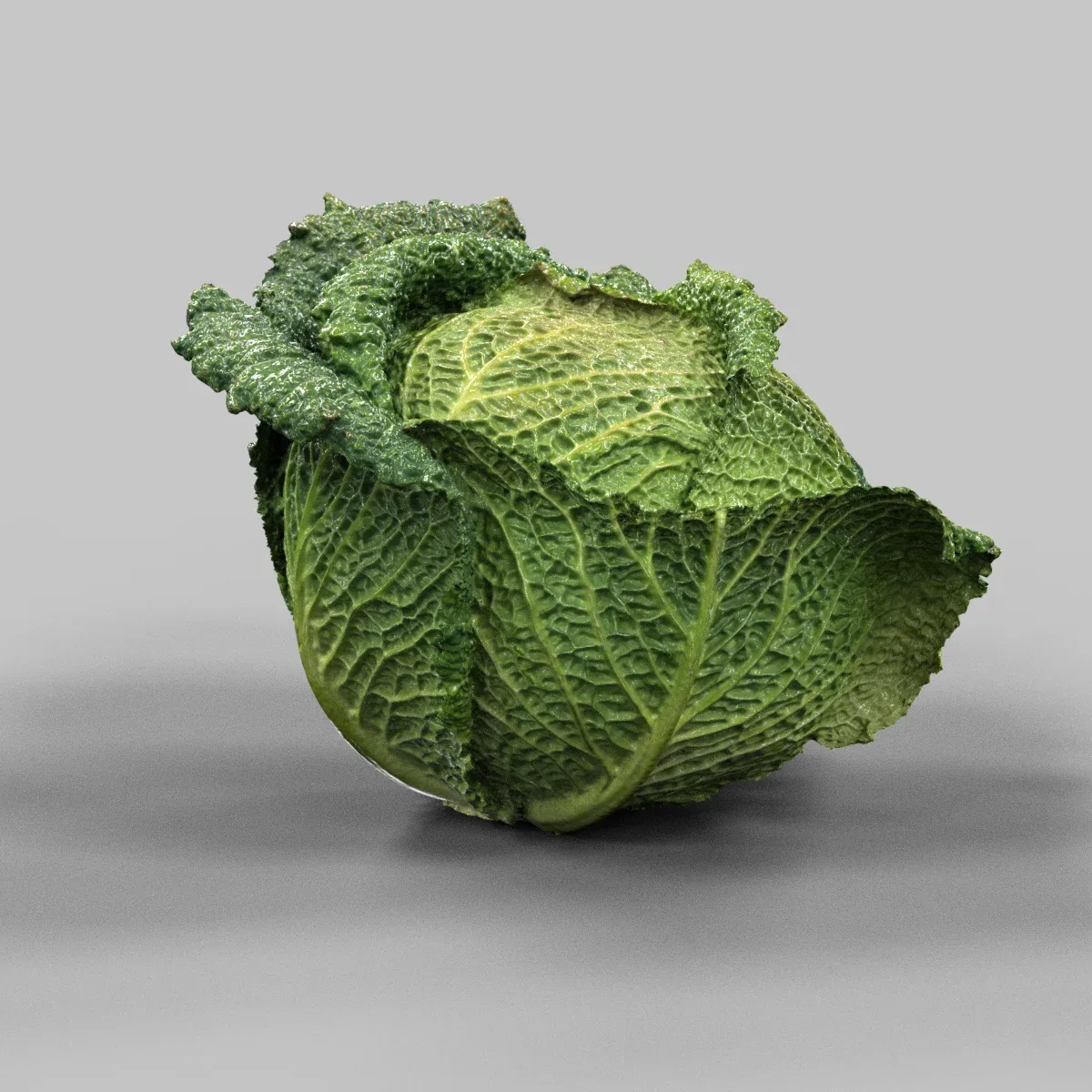 Savoye Cabbage