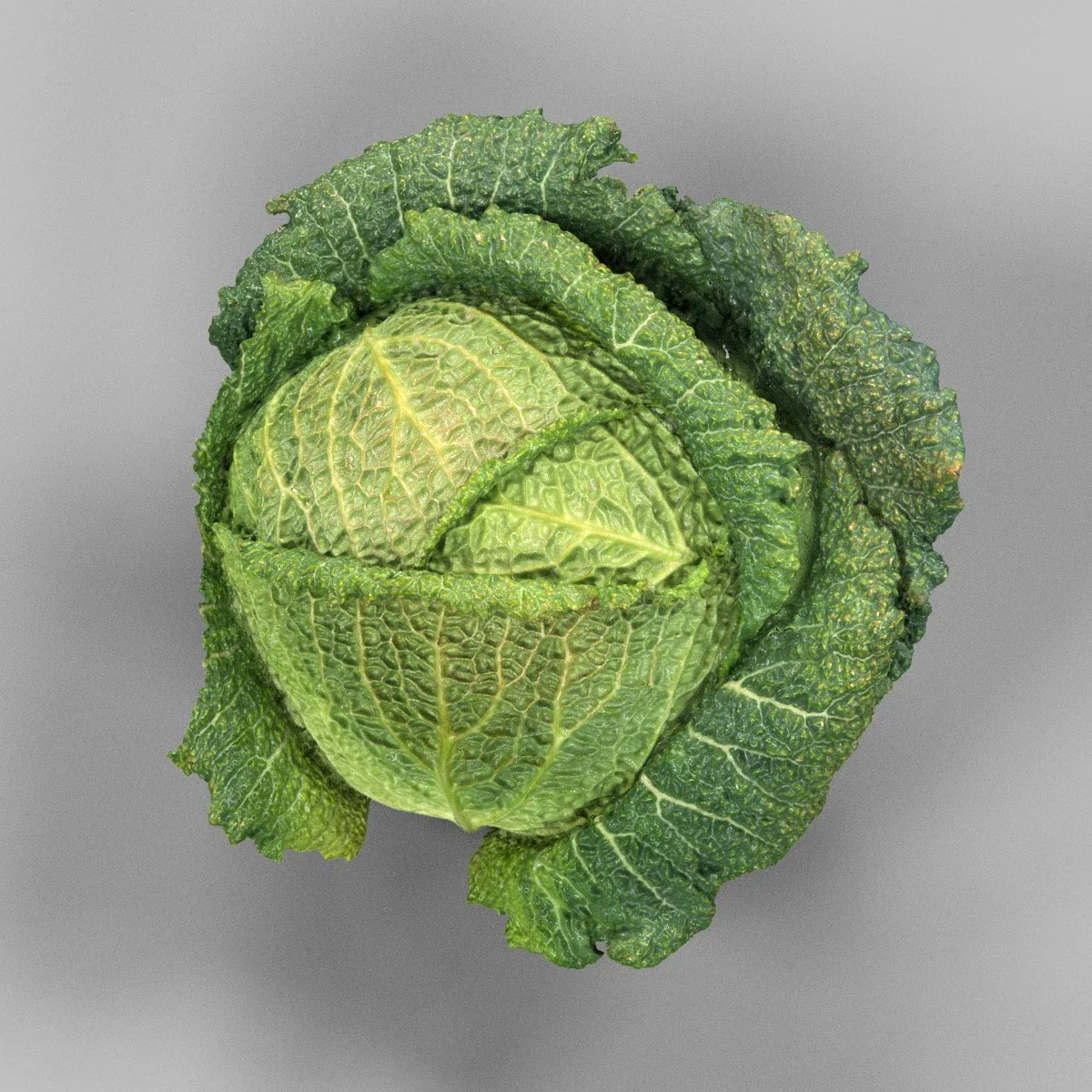 Savoye Cabbage