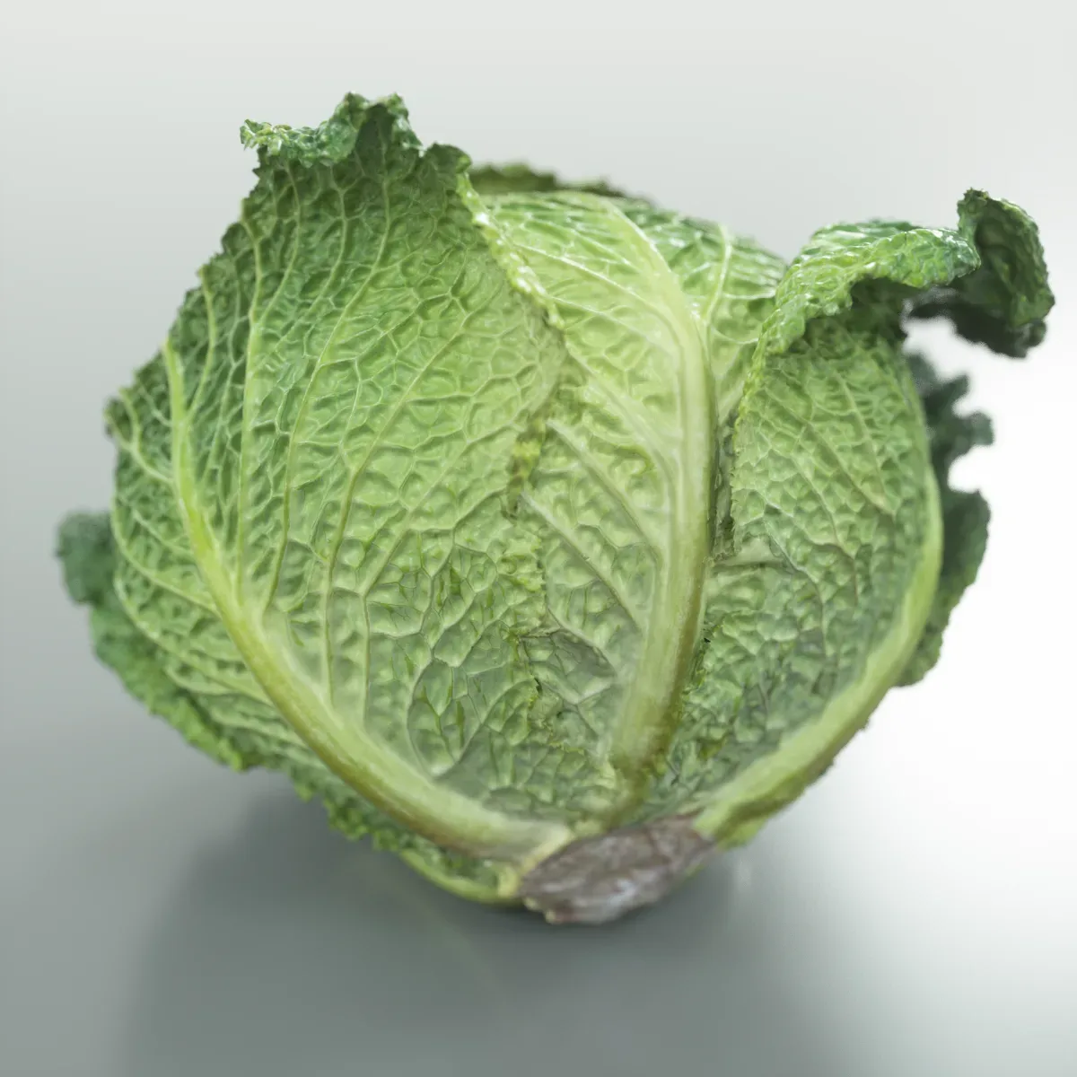 Savoye Cabbage