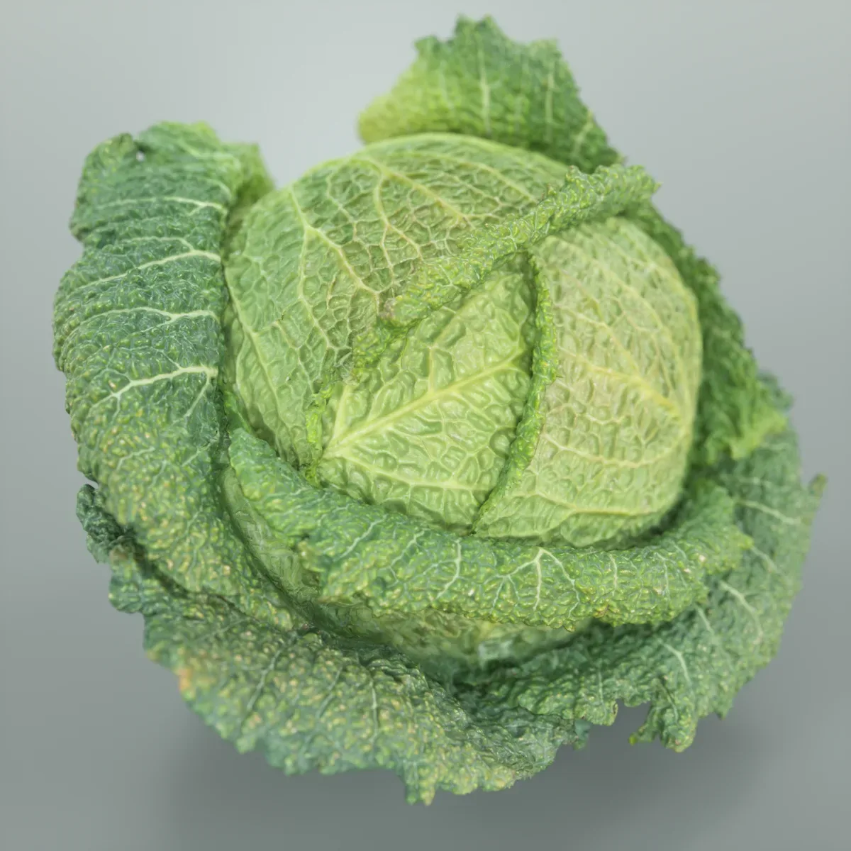 Savoye Cabbage