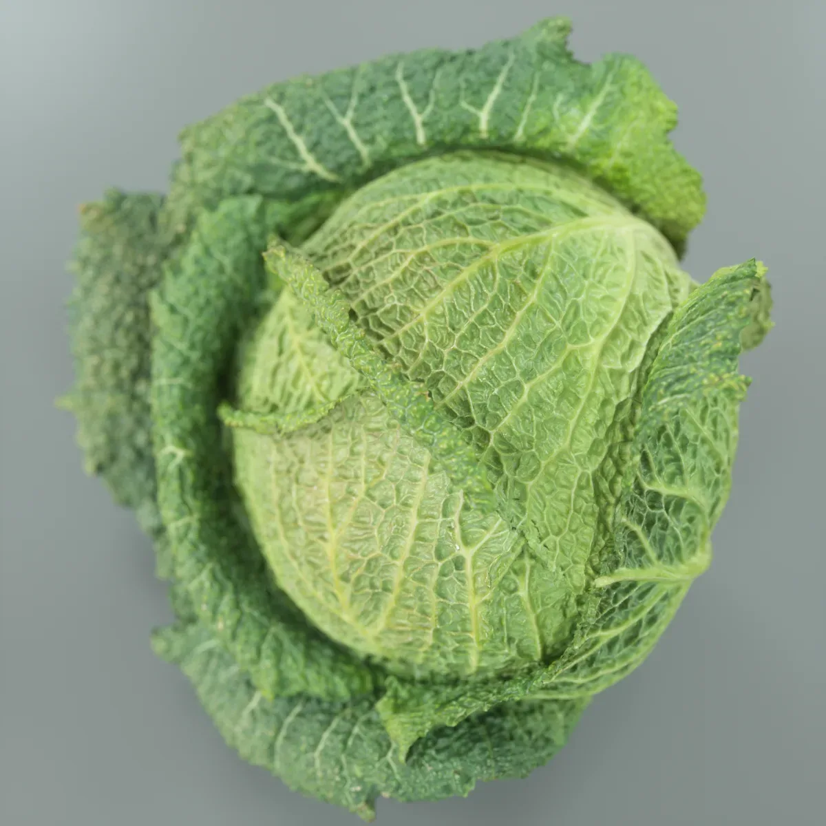 Savoye Cabbage