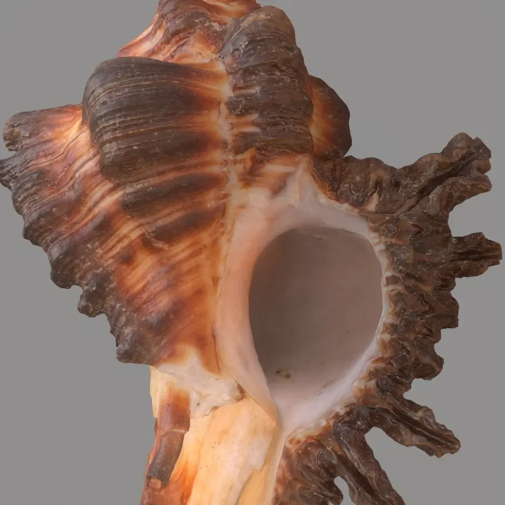 Chicoreus banksii BROWN Mollusk Sea Shell 3D Model