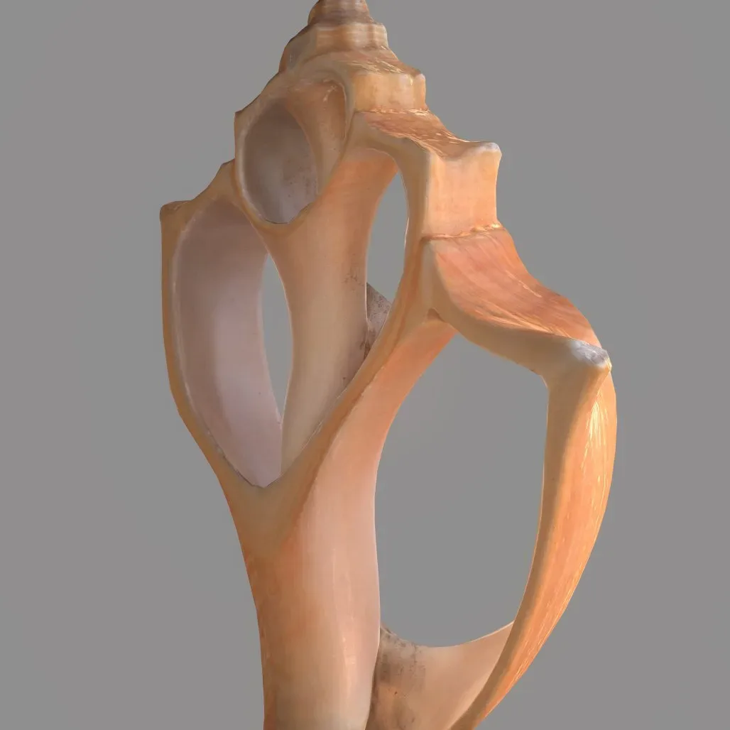 Cut Seashell Mollusk 3D Model