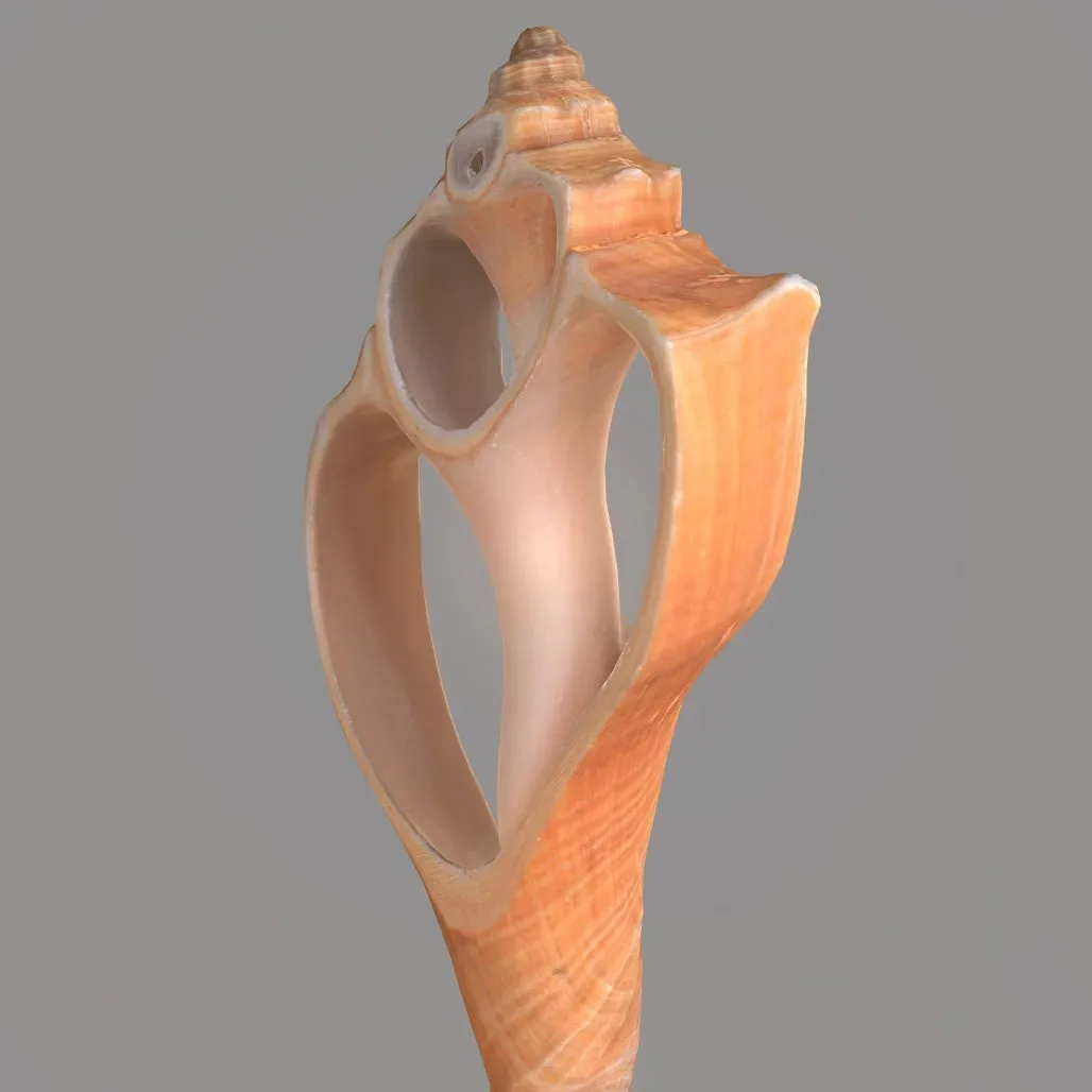 Cut Seashell Mollusk 3D Model