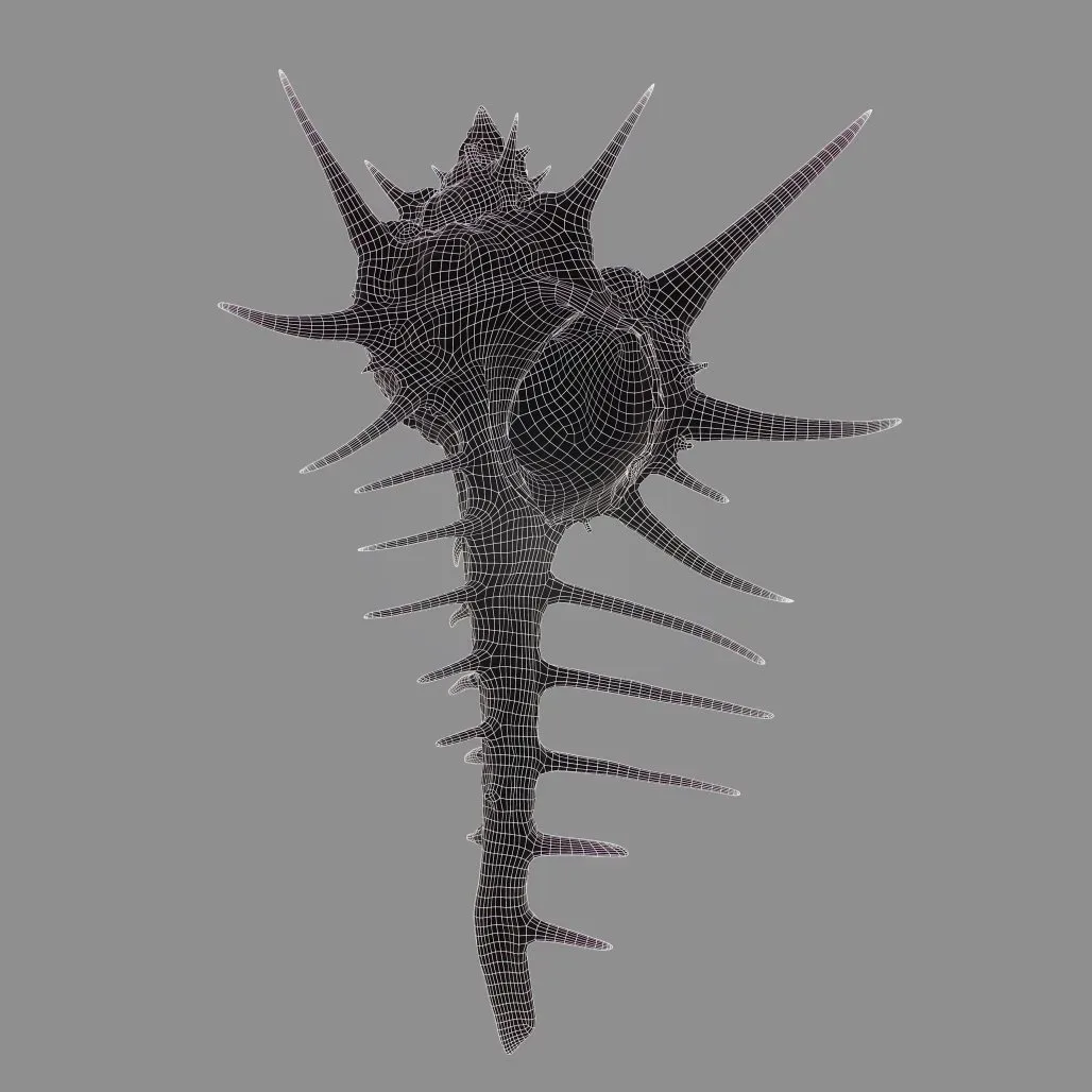 Murex Grassispina 3D Model Sea Shell