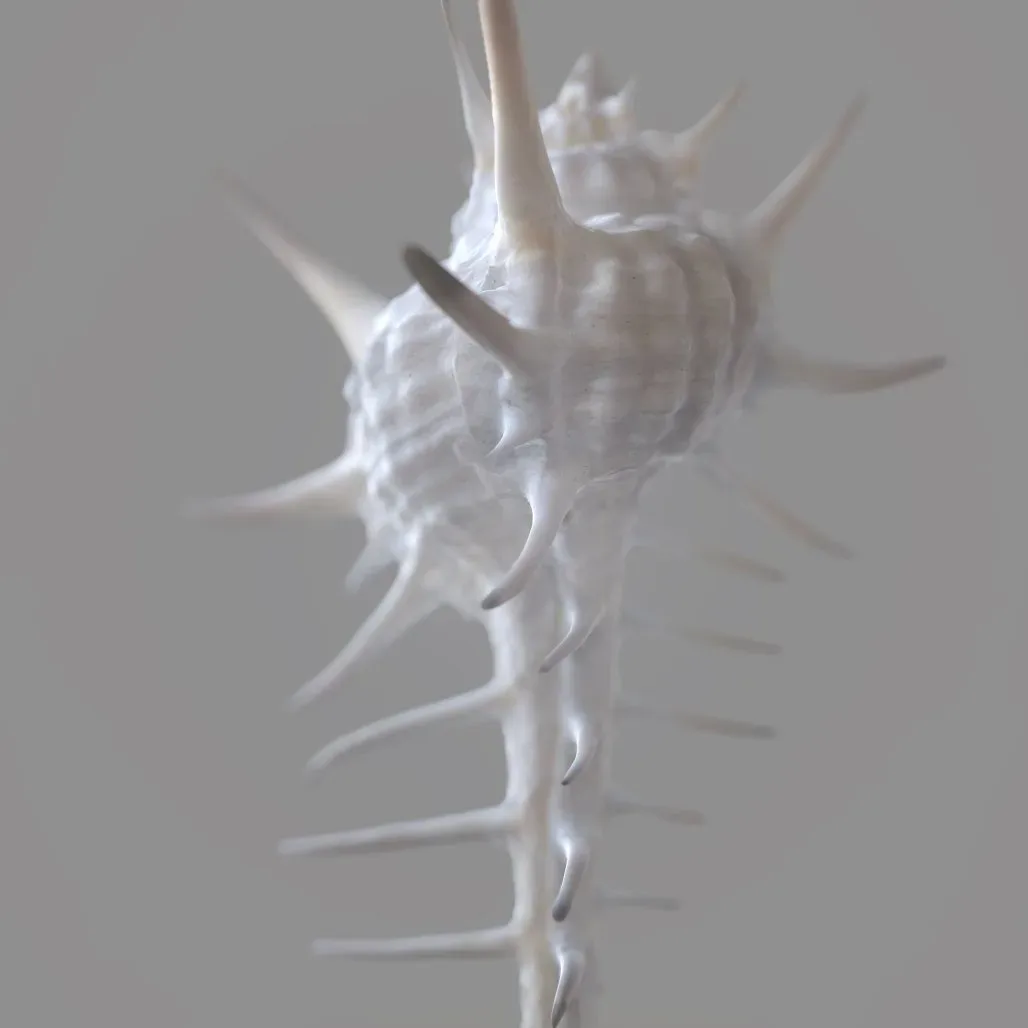 Murex Grassispina 3D Model Sea Shell