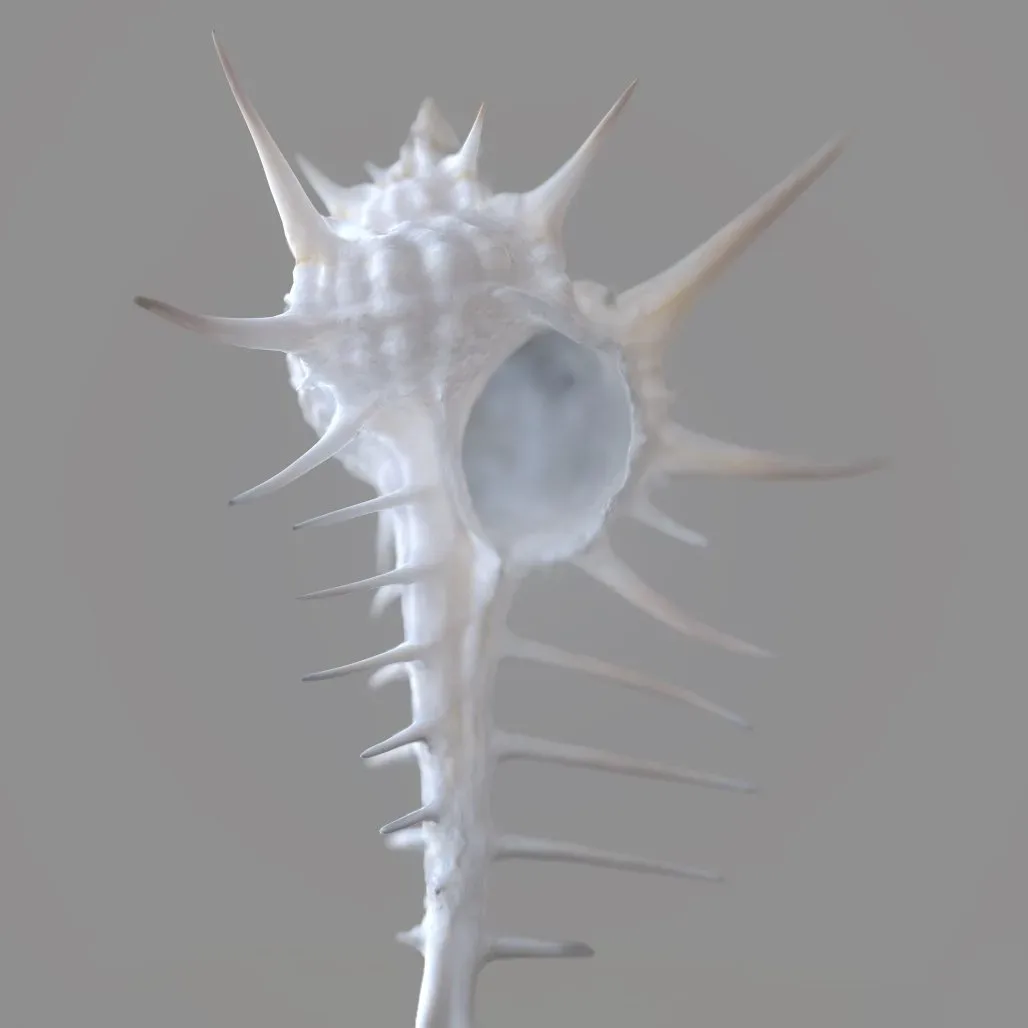 Murex Grassispina 3D Model Sea Shell