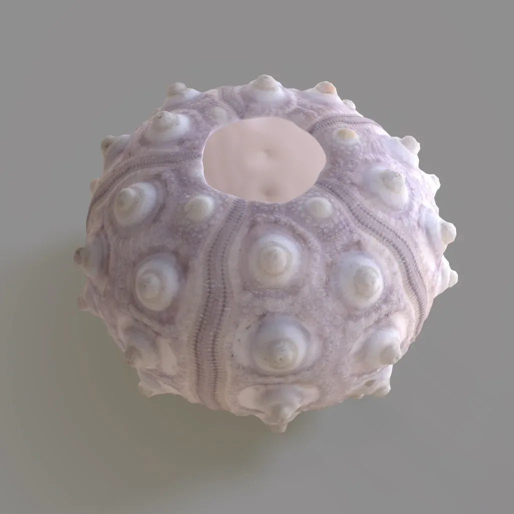 Sputnik Sea Urchin 3D Model