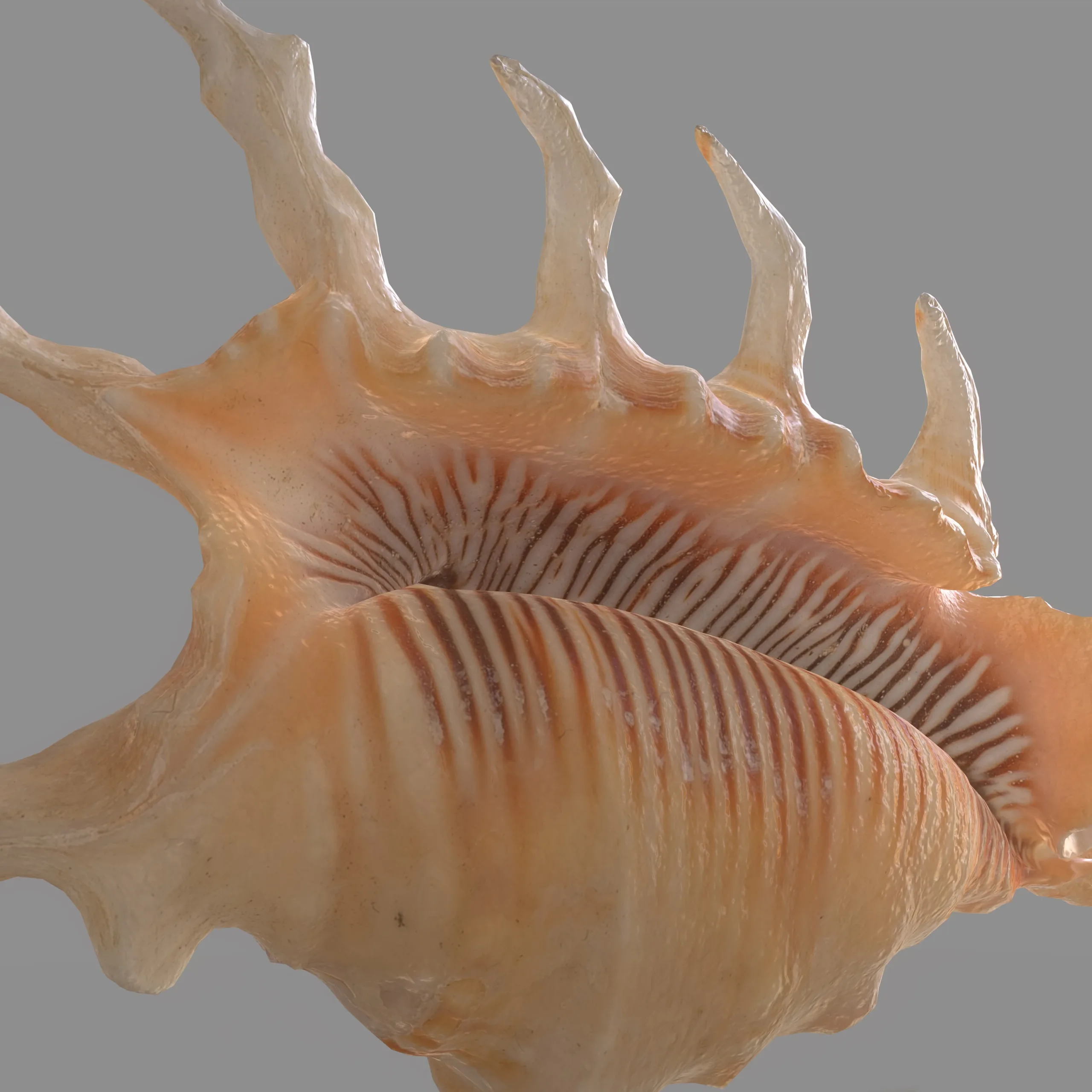 STROMBIDAE Lambis scorpius indomaris Seashell 3D model