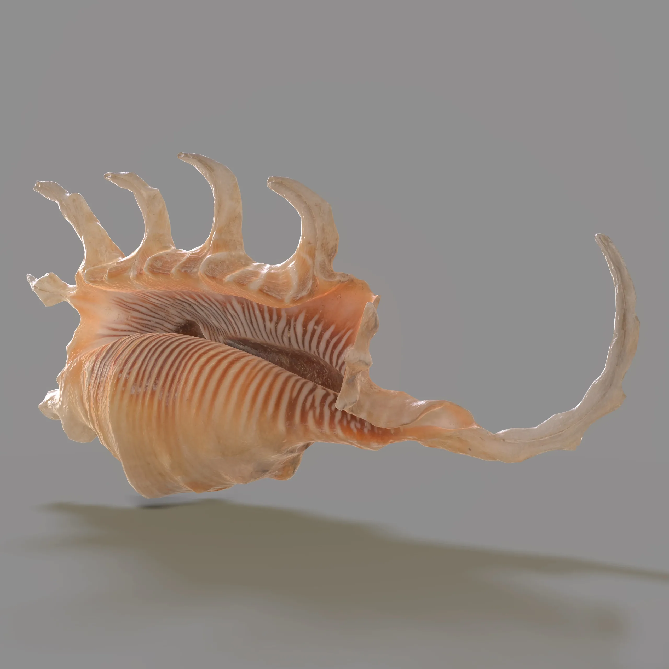 STROMBIDAE Lambis scorpius indomaris Seashell 3D model