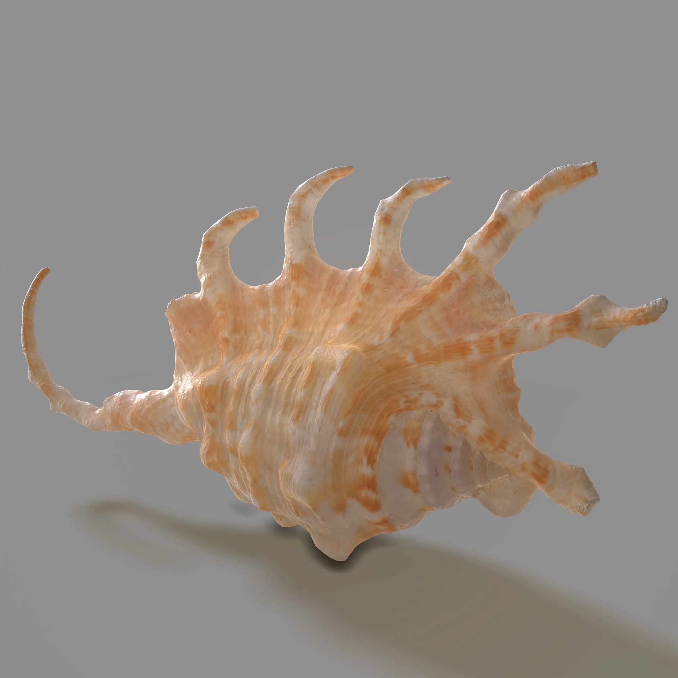 STROMBIDAE Lambis scorpius indomaris Seashell 3D model