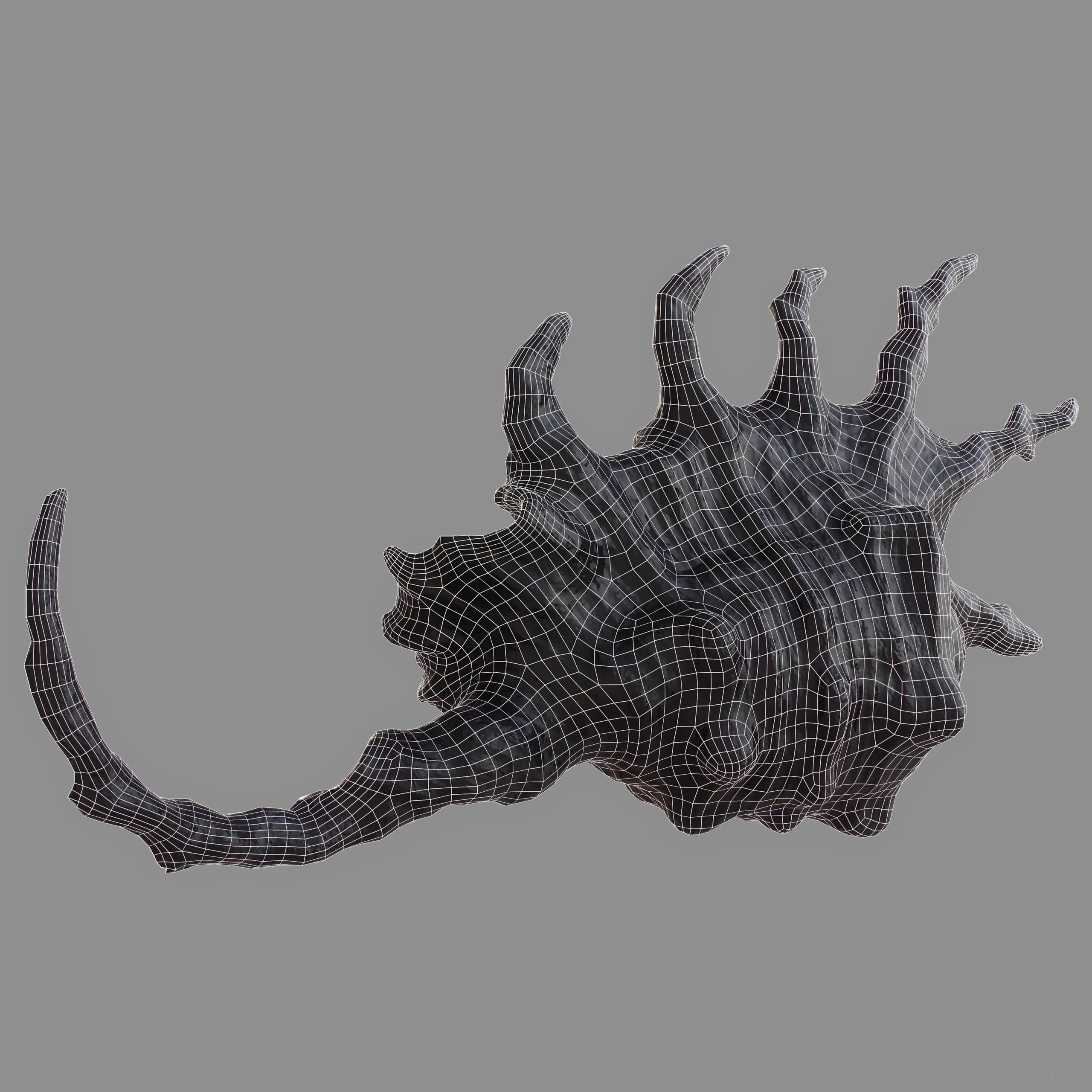 STROMBIDAE Lambis scorpius indomaris Seashell 3D model
