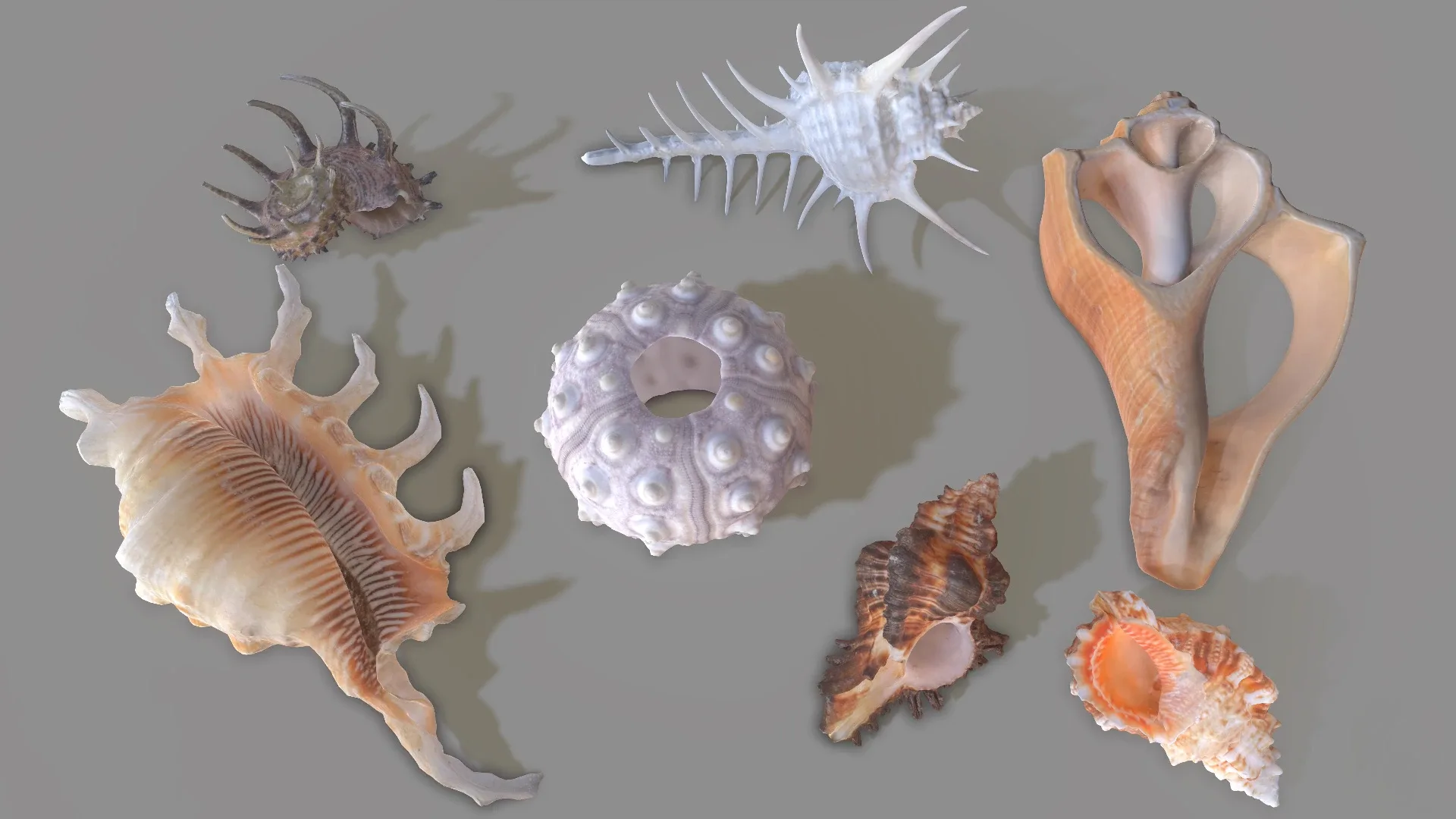 7 3D Scanned Sea Shells Collection FBX