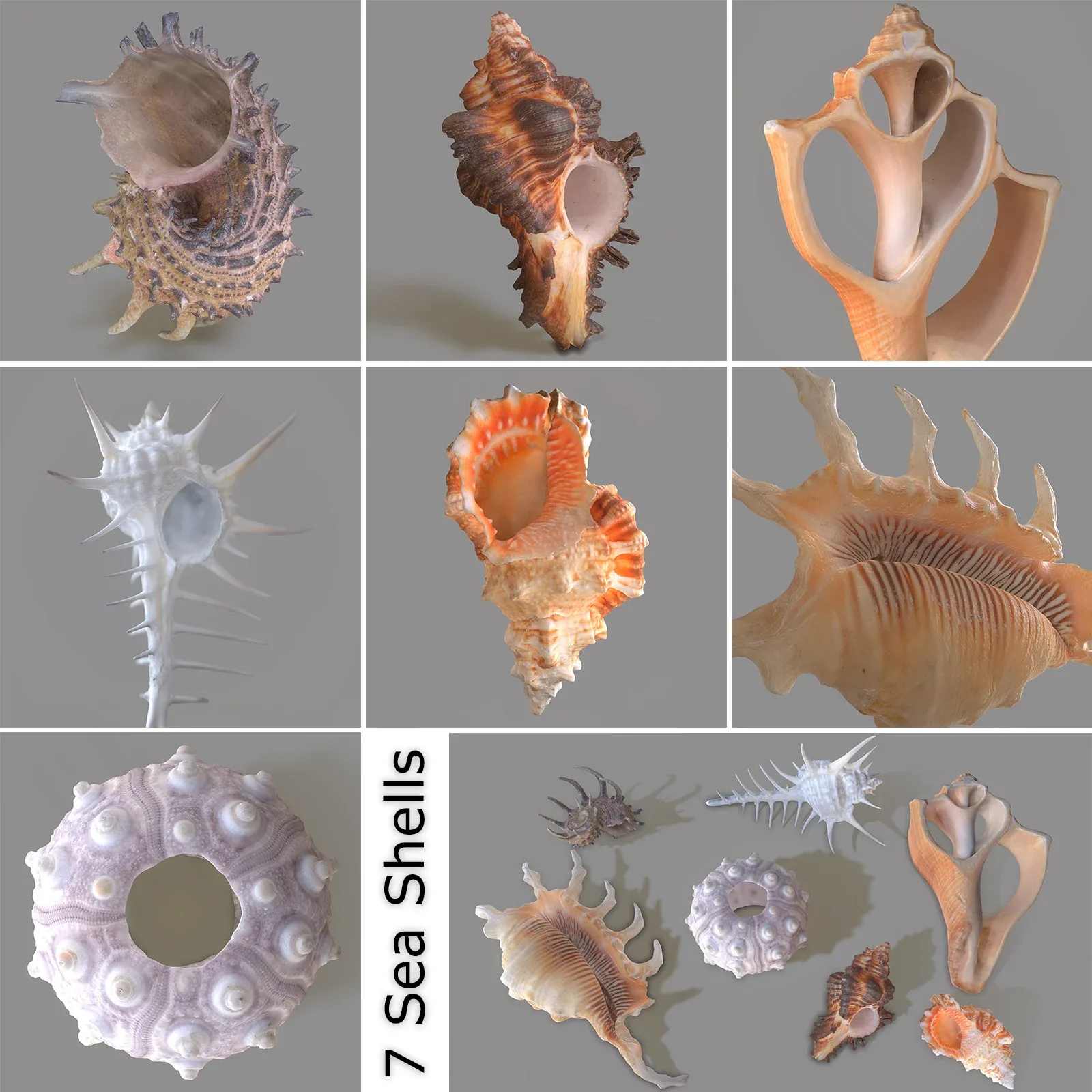 7 3D Scanned Sea Shells Collection FBX