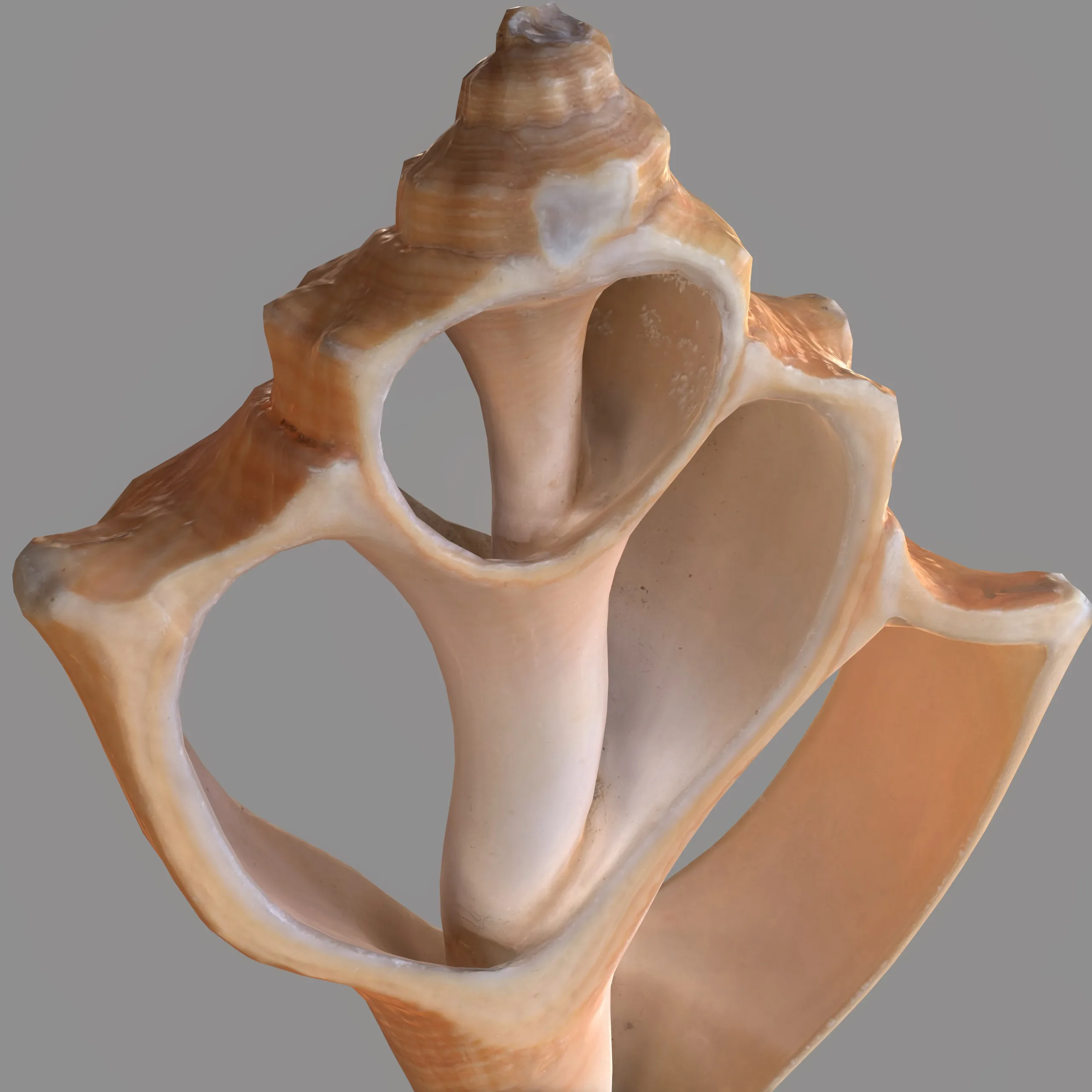 7 3D Scanned Sea Shells Collection FBX