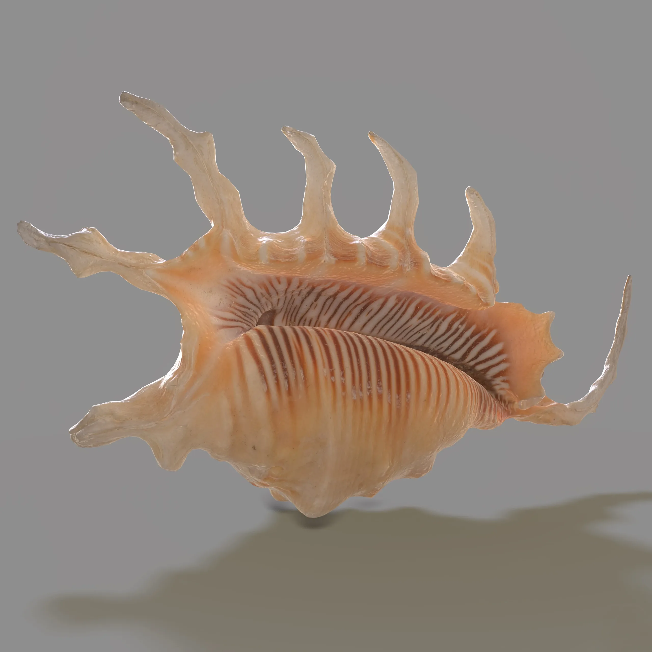 7 3D Scanned Sea Shells Collection FBX