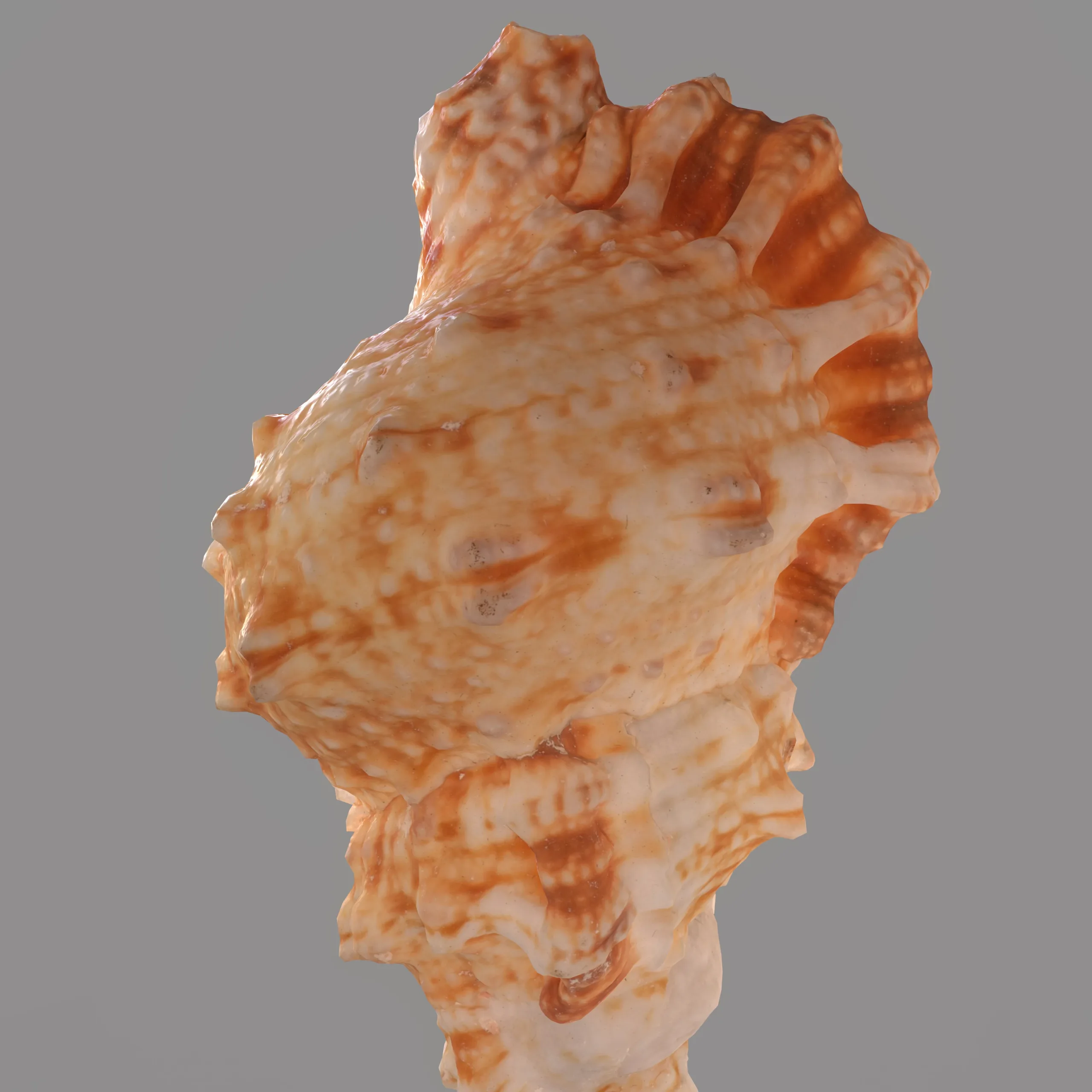 7 3D Scanned Sea Shells Collection FBX