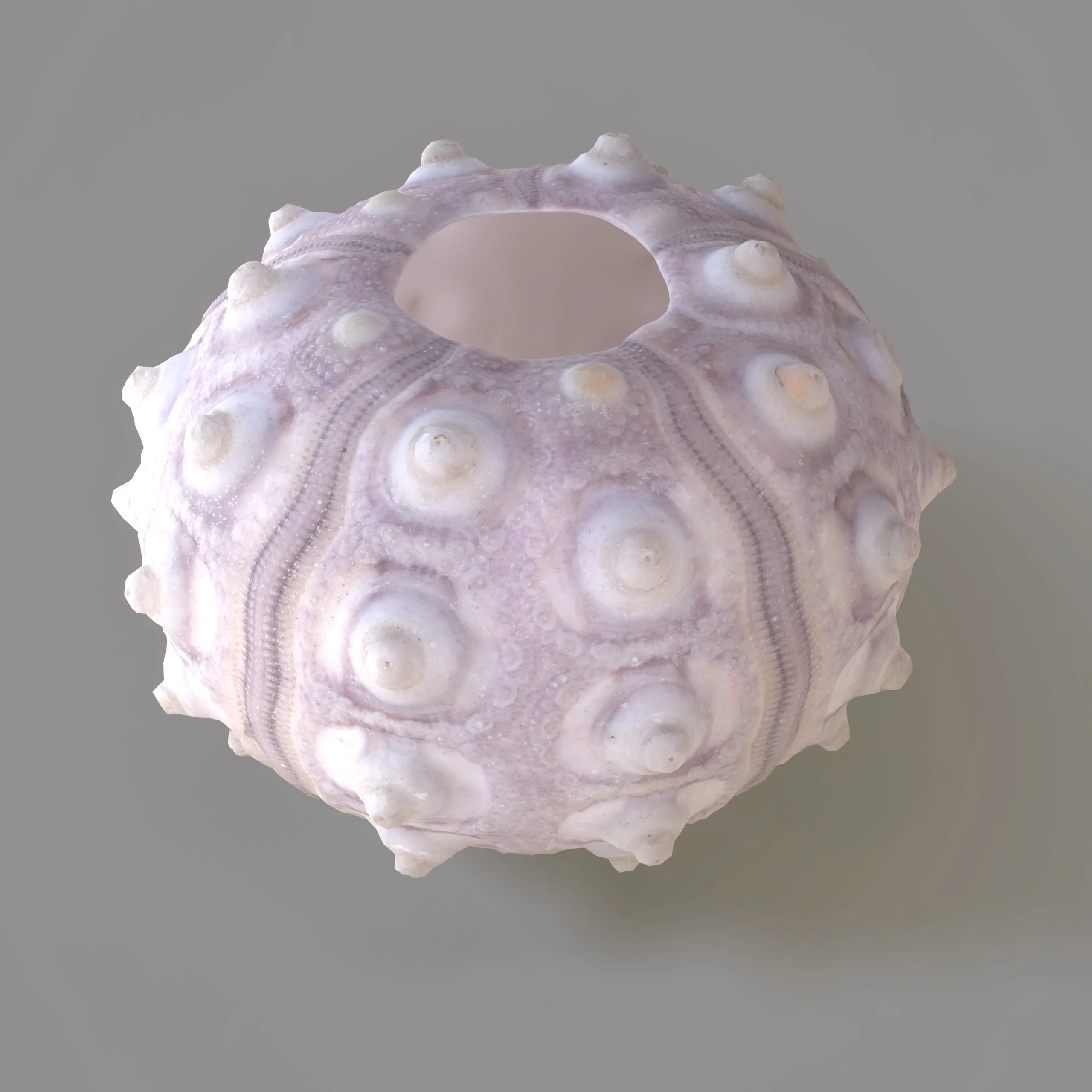 7 3D Scanned Sea Shells Collection FBX