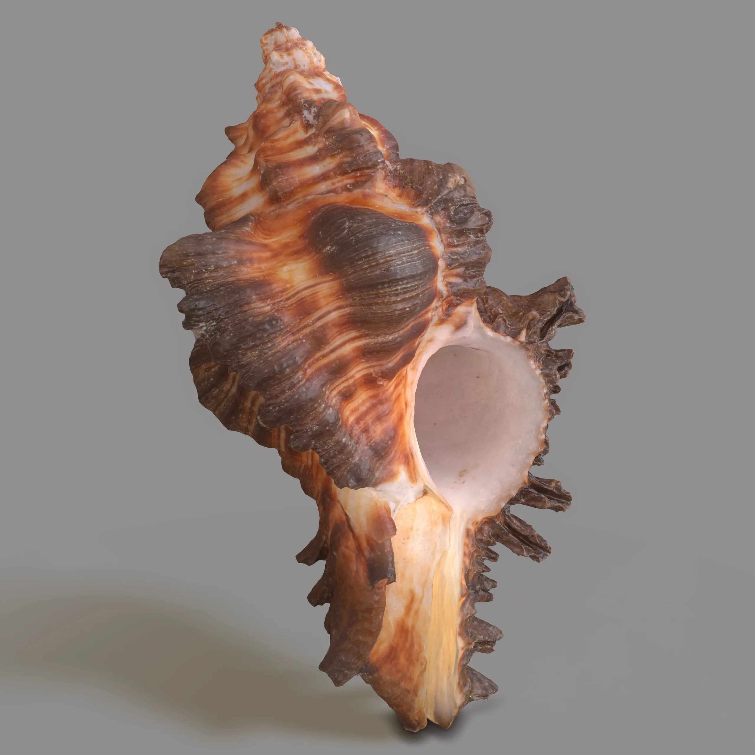 7 3D Scanned Sea Shells Collection FBX