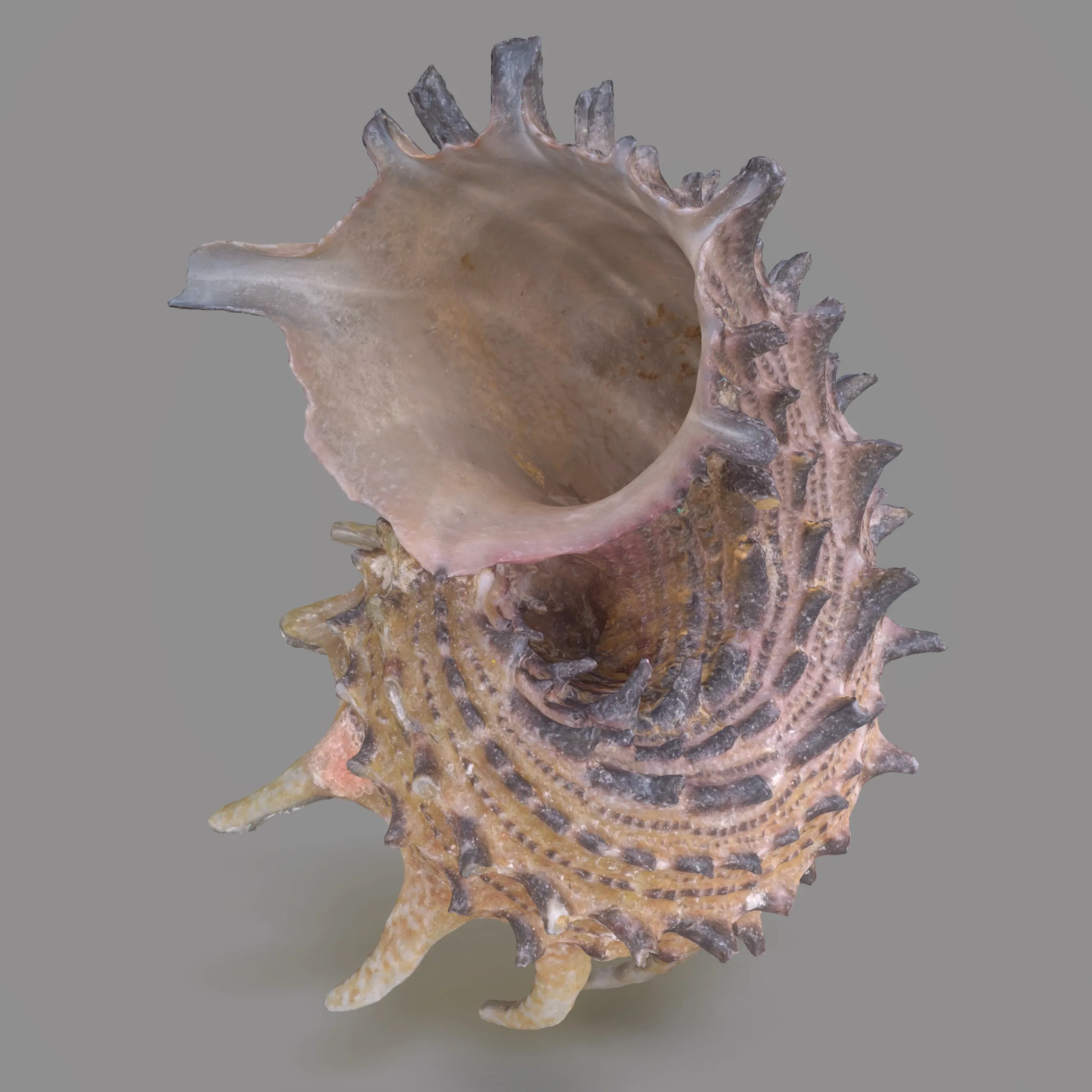 7 3D Scanned Sea Shells Collection FBX