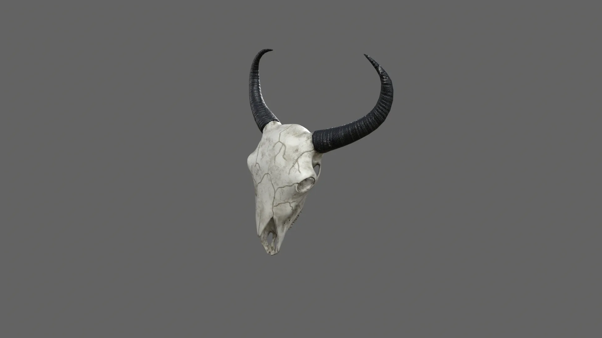 Cow Skull