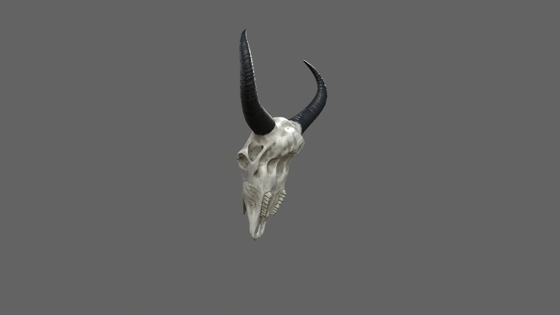 Cow Skull