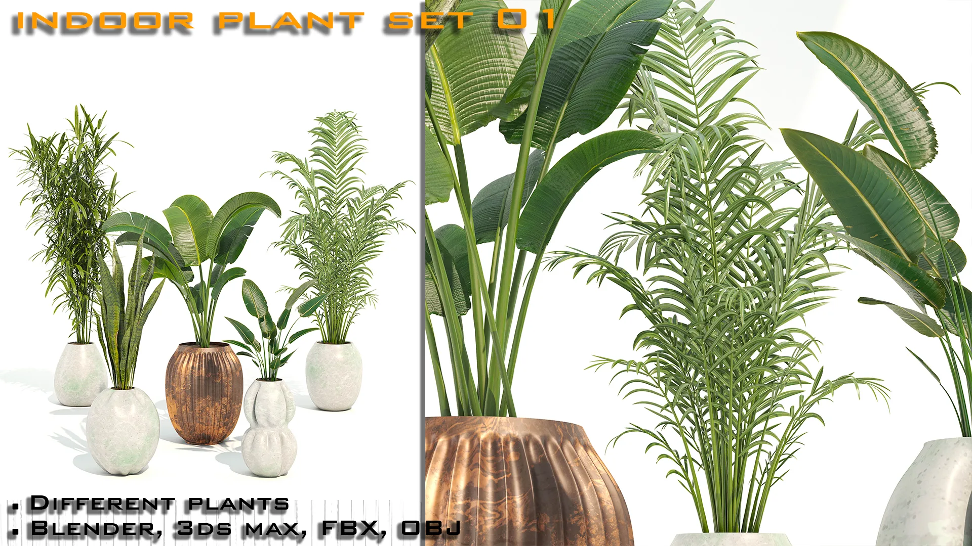 Free Indoor Plant