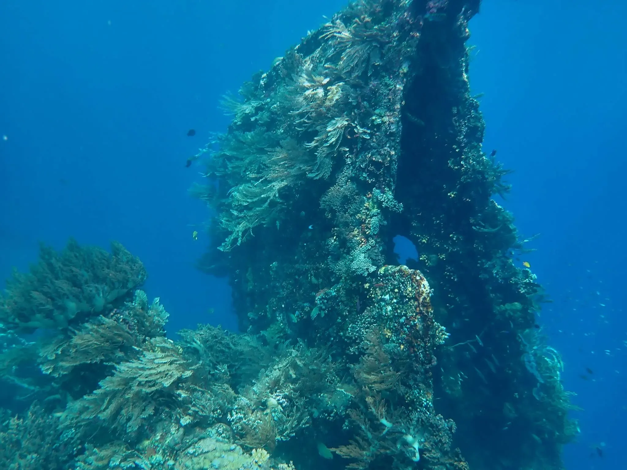 163 photos of Small Shallow Water Overgrown Wreck