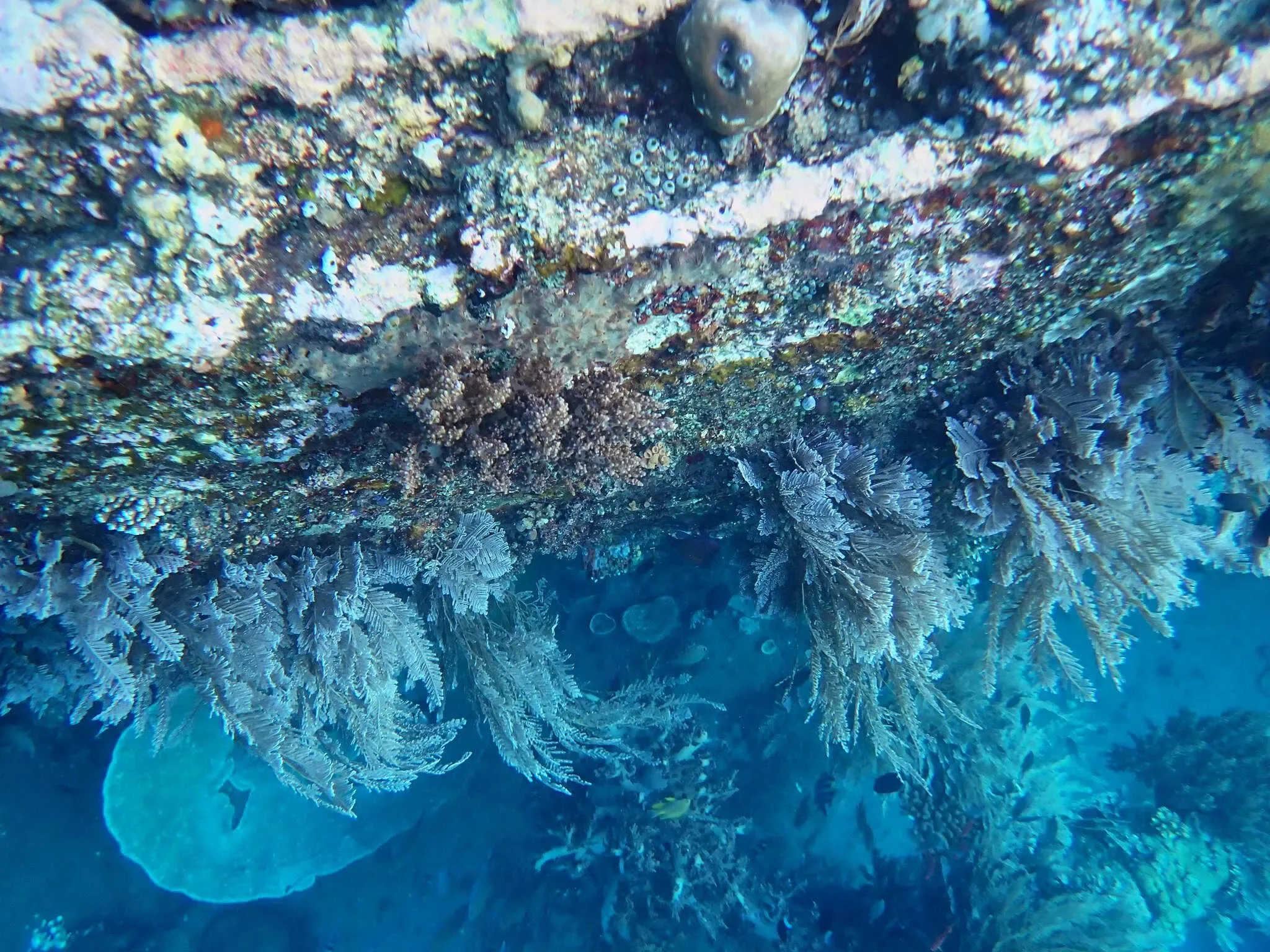 163 photos of Small Shallow Water Overgrown Wreck