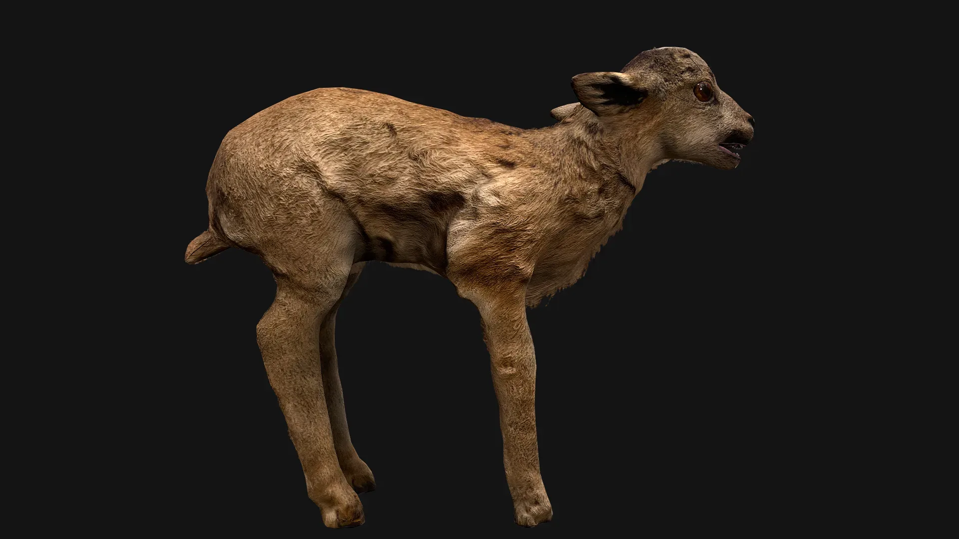 Deer and Crocodile Herbivore and Predator