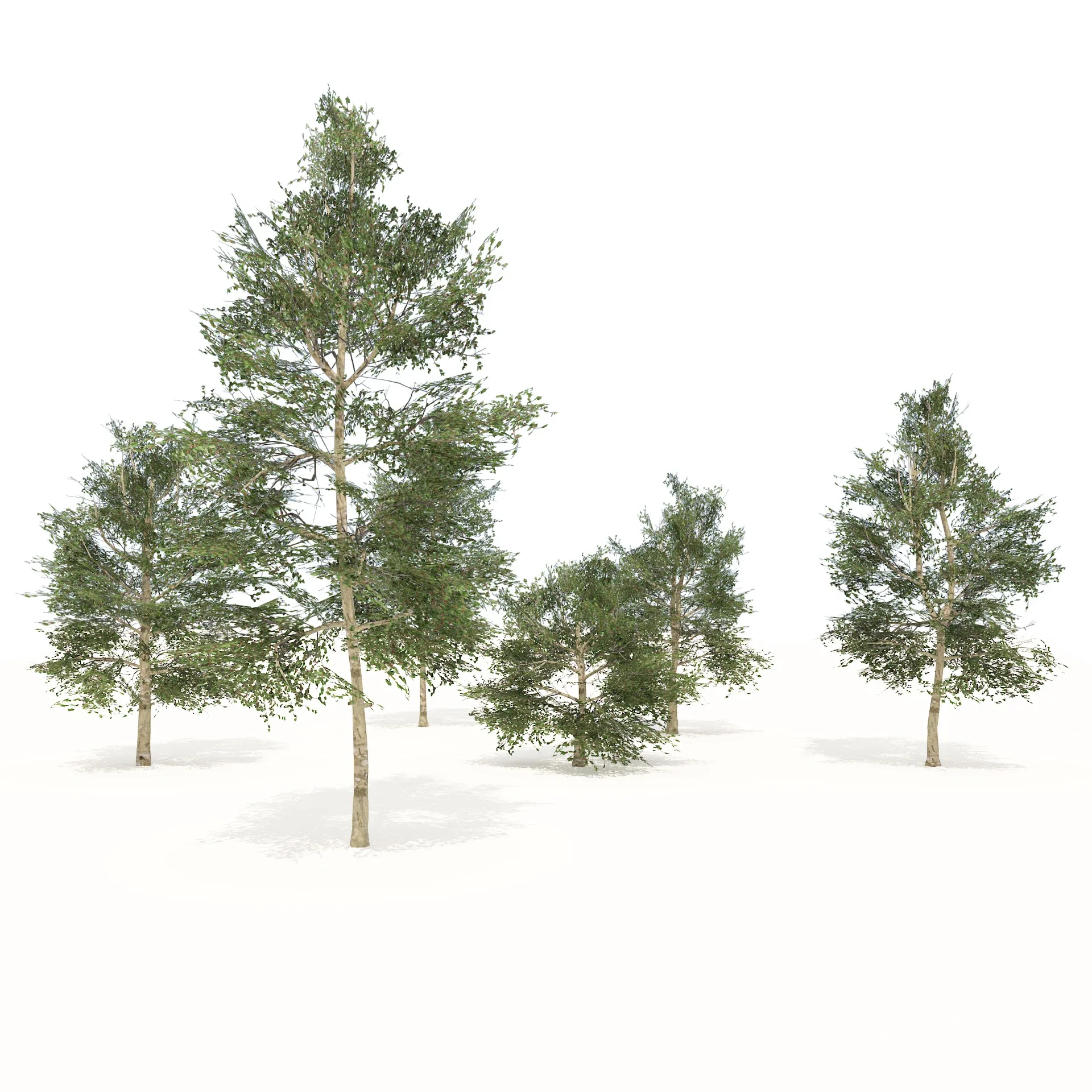 Common Buckthorn trees 3D model