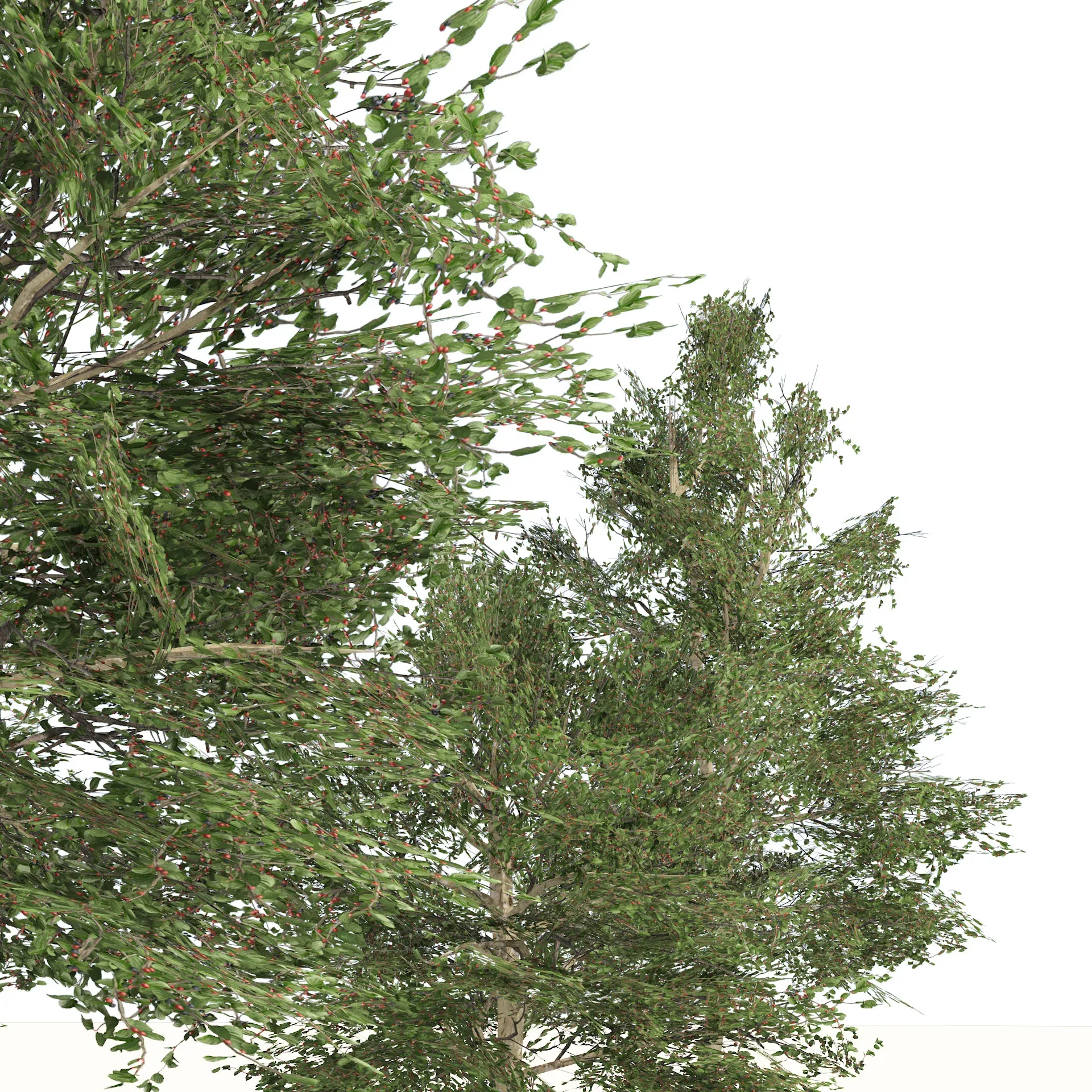 Common Buckthorn trees 3D model