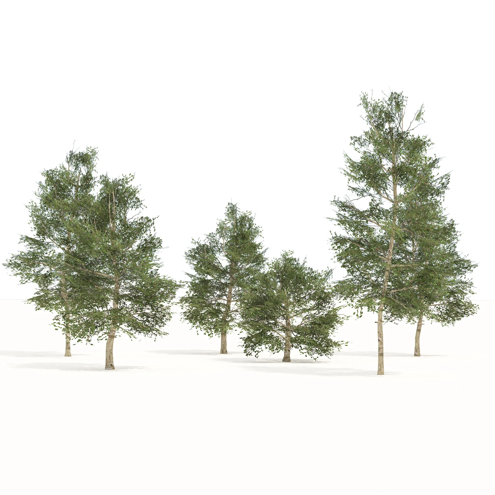 Common Buckthorn trees 3D model