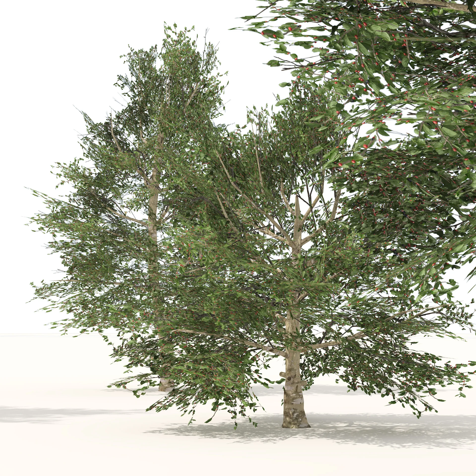 Common Buckthorn trees 3D model