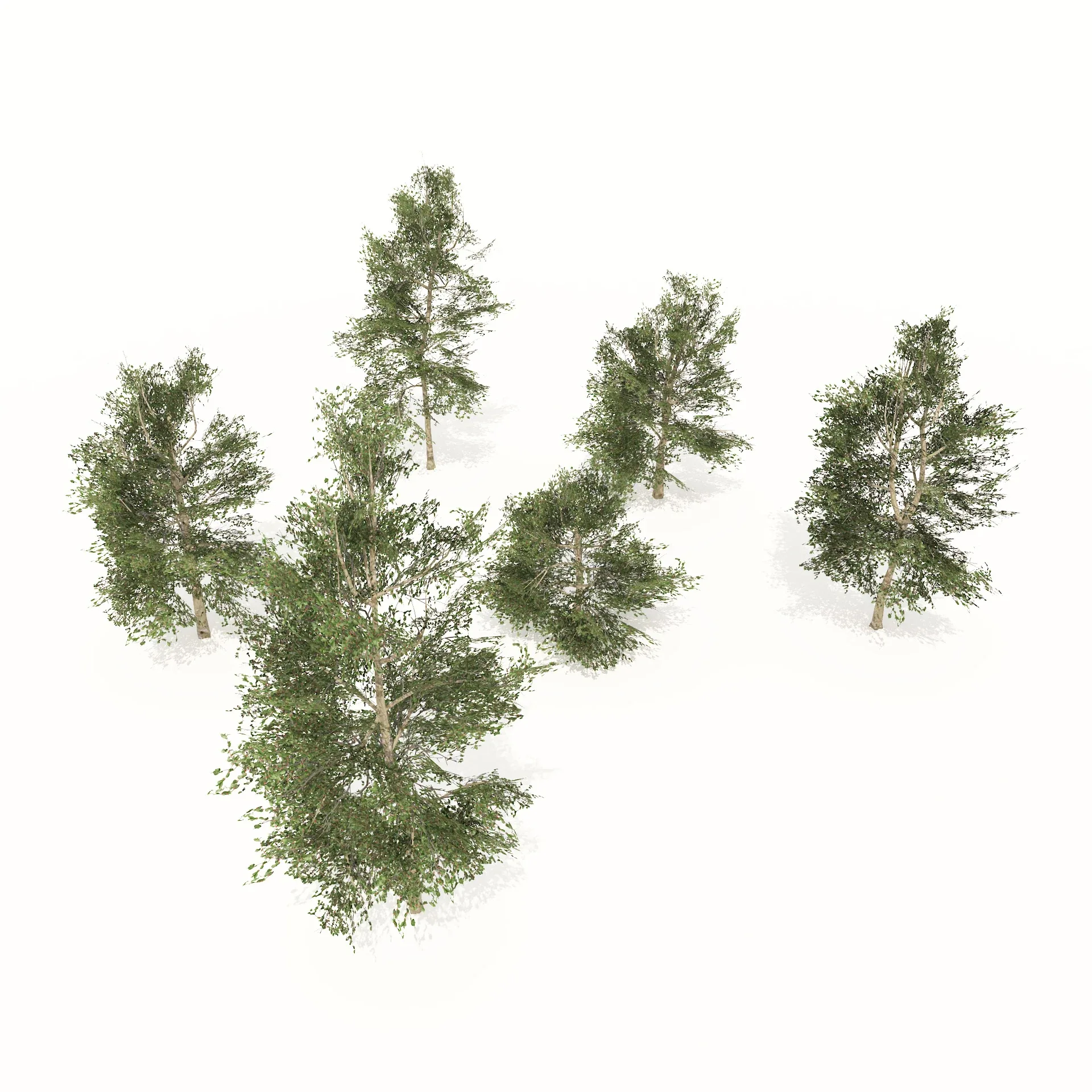 Common Buckthorn trees 3D model