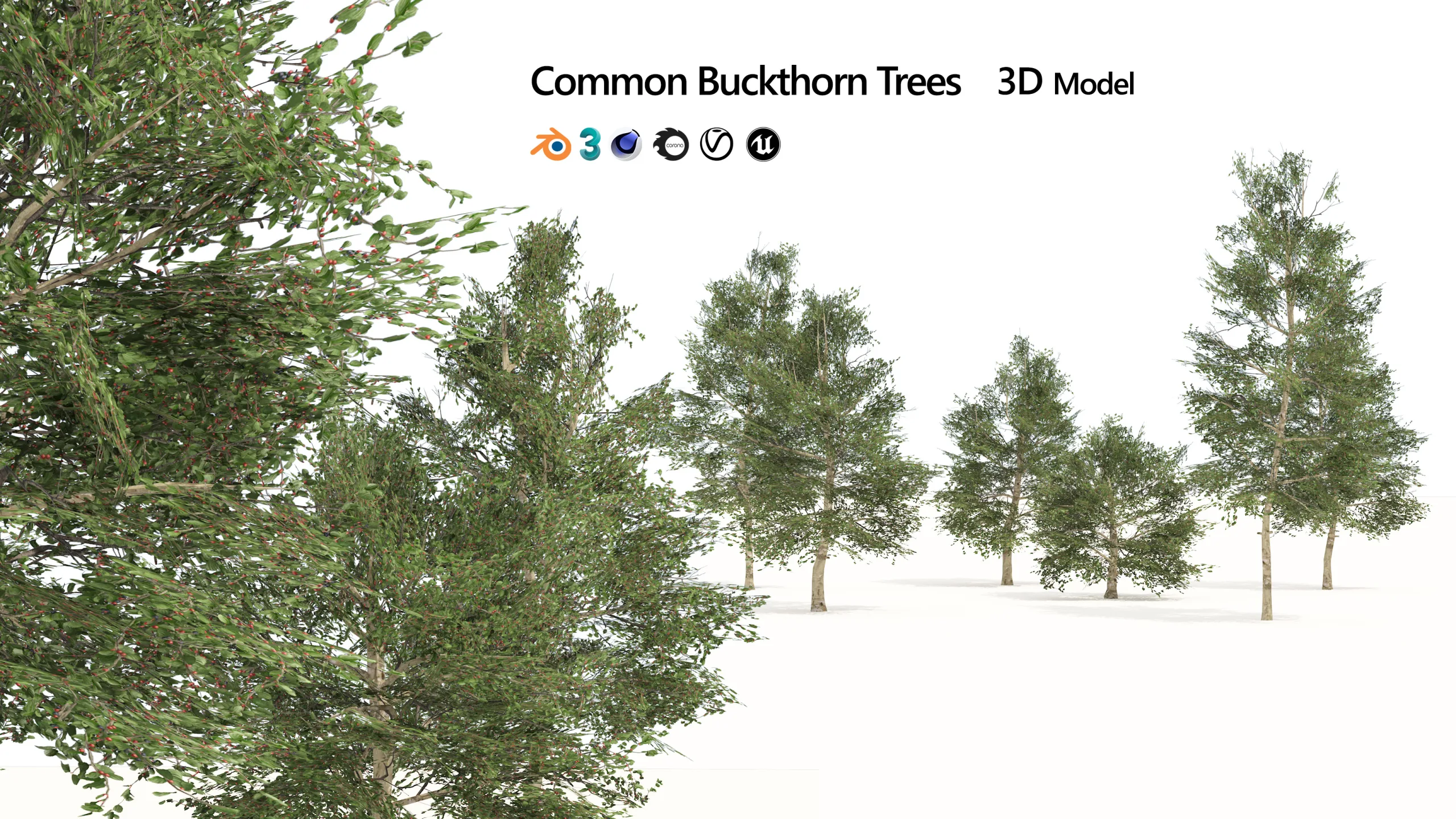 Common Buckthorn trees 3D model