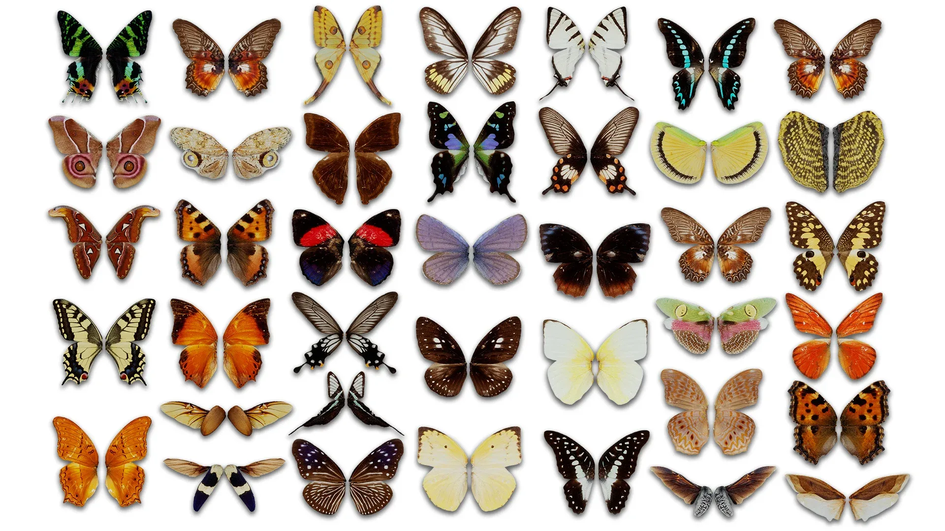 39 3D Scanned Butterfly Wings