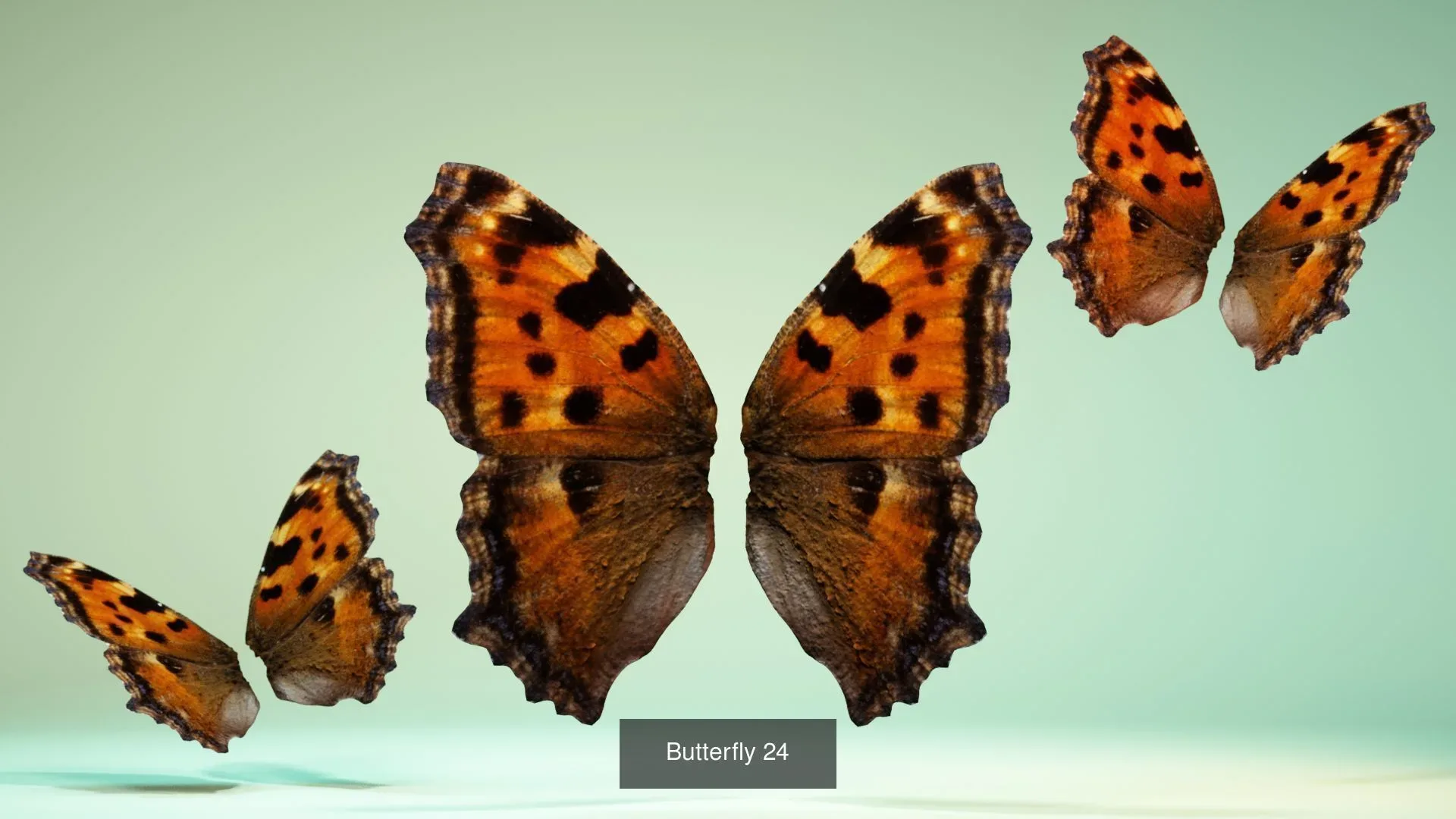 39 3D Scanned Butterfly Wings